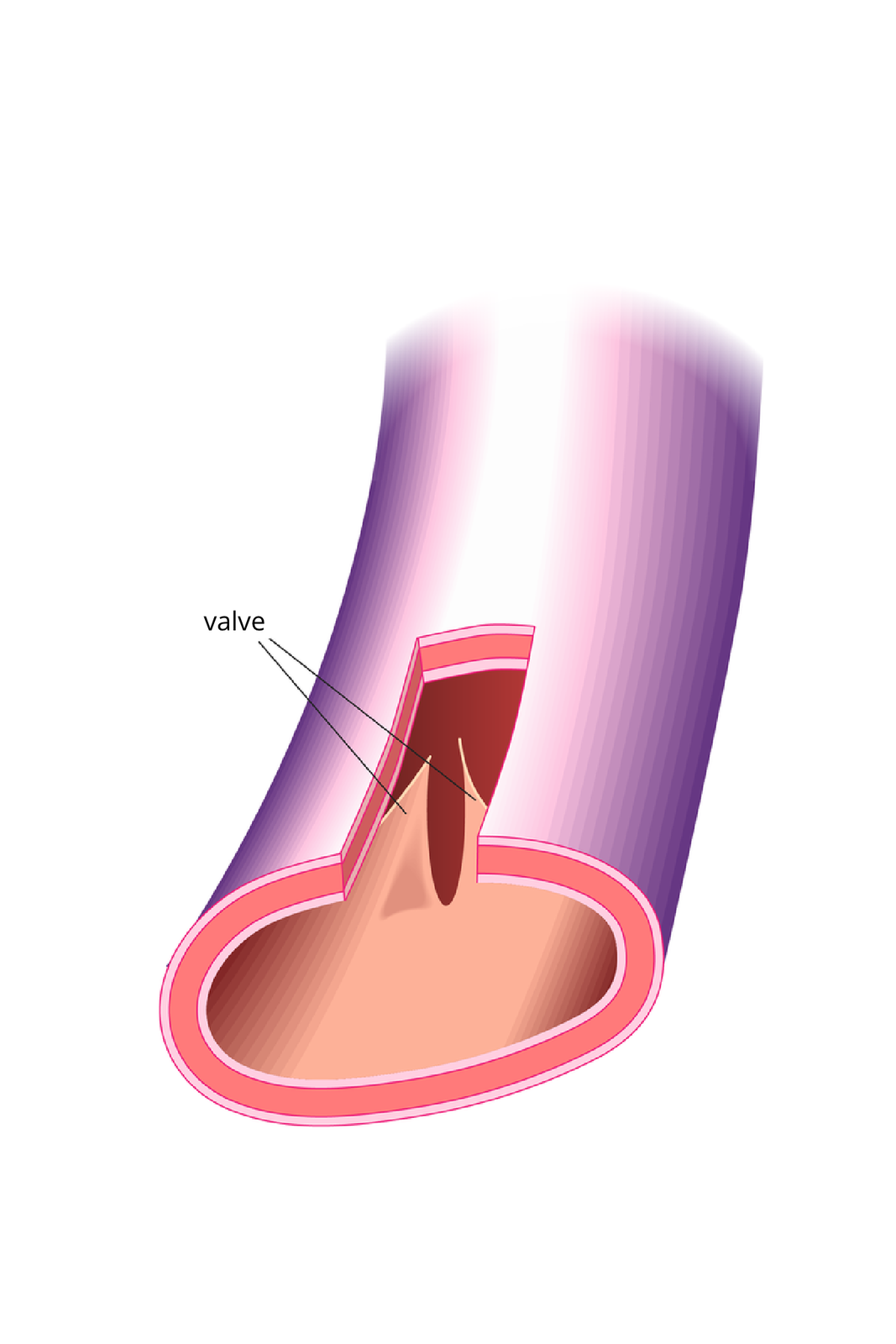 Grafika przedstawiająca  fragment żyły z widocznym przekrojem poprzecznym. Jest to rurkowate naczynie o trzywarstwowej ścianie i owalnym otworze. Warstwa zewnętrzna i wewnętrzna jest cienka, warstwa środkowa gruba.  Wewnątrz żyły są przegrody zapobiegającymi cofaniu się krwi.  Podpisano na ilustracji: valve