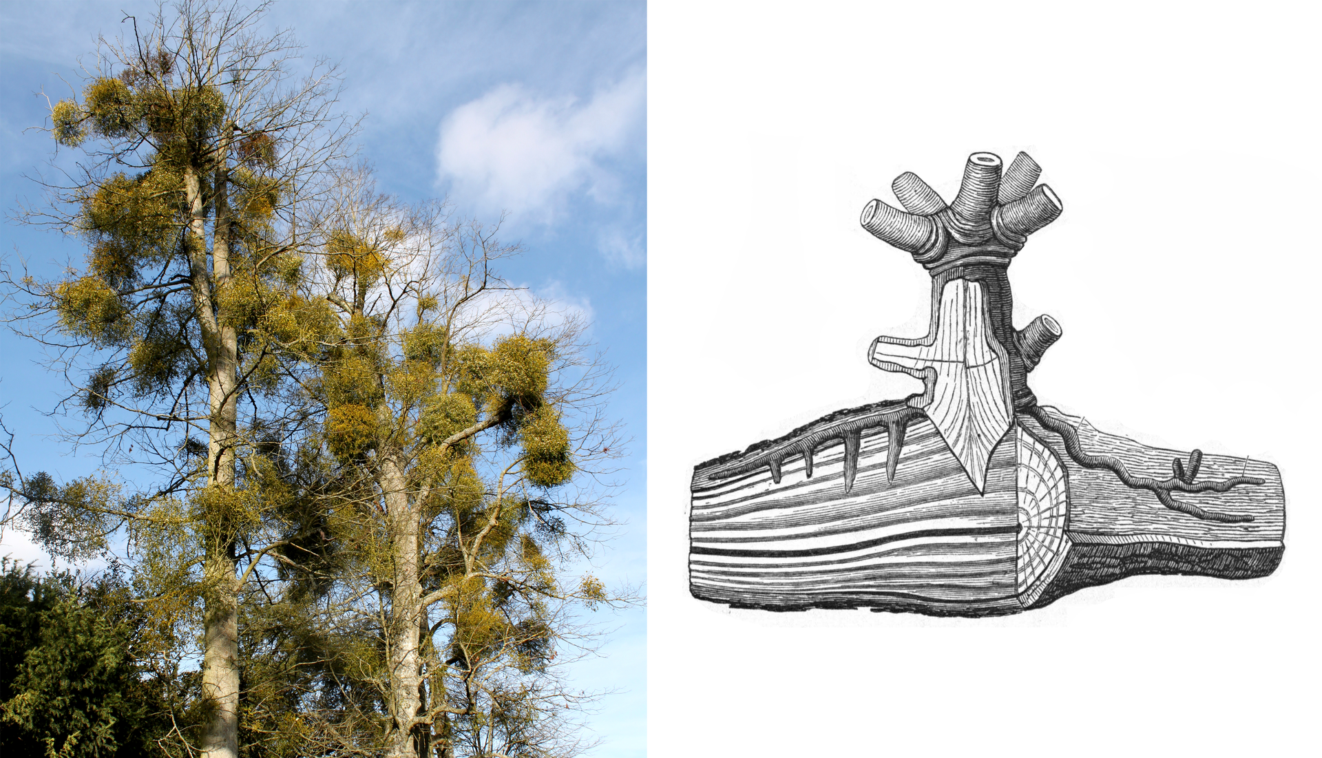 Ilustracja przedstawia jemiołę. Po lewej na fotografii ukazano dwa drzewa, których gałęzie są oblepione kulami jemioły. Po prawej, czarno‑biały rysunek przedstawia przekrój gałęzi drzewa, do której pod korę wrastają korzenie jemioły. Jemioła pobiera wodę z tkanek drzewa – gospodarza.