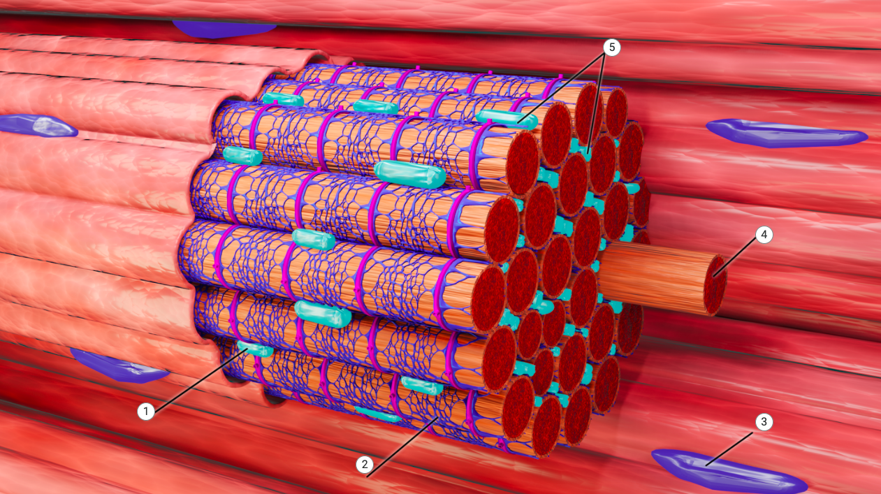 Grafika przedstawia włókna mięśniowe w przybliżeniu. Widoczne są pojedyncze włókna o kształcie walca zbite w pęczek. Pomiędzy włóknami widoczne są fioletowe plamki - jądra komórkowe. Połowa pęczka opleciona jest fioletowo‑różową siatką – siateczka sarkoplazmatyczna.  Pomiędzy włóknami w pęczku widoczne są błękitne owalne struktury – mitochondria. Na zdjęciu umieszczone są okrągłe znaczniki od jeden do sześć oraz wskaźnikami do danej struktury. 