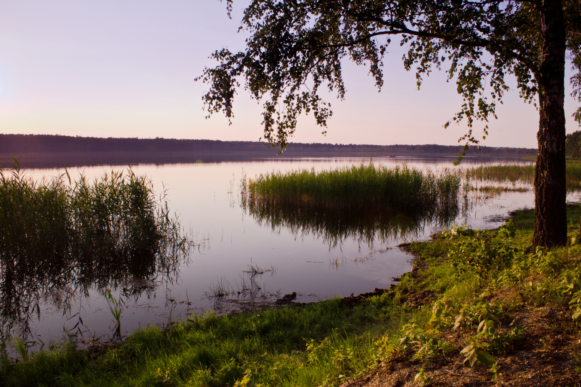 Fotografia przedstawiająca jezioro na obszarze Polesia Lubelskiego. Na pierwszym planie brzeg nad jeziorem, następnie trzciny przybrzeżne oraz tafla jeziora.