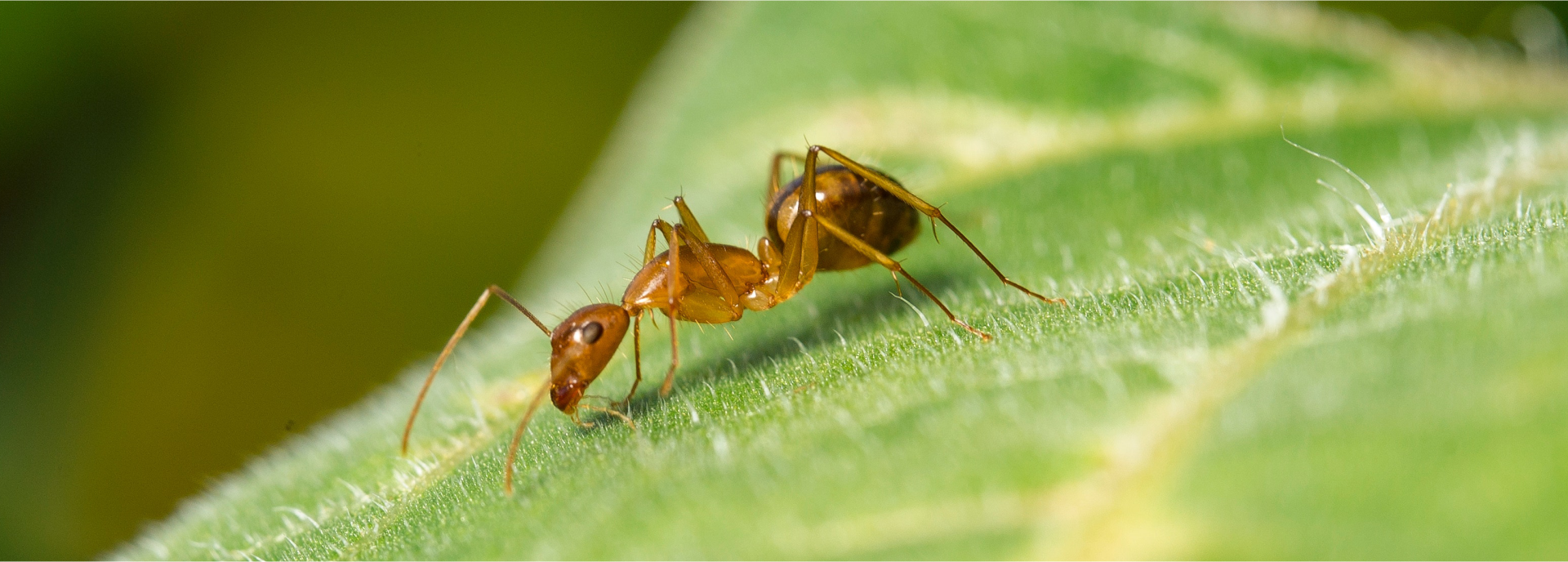 Ilustracja przedstawia mrówkę na liściu. 