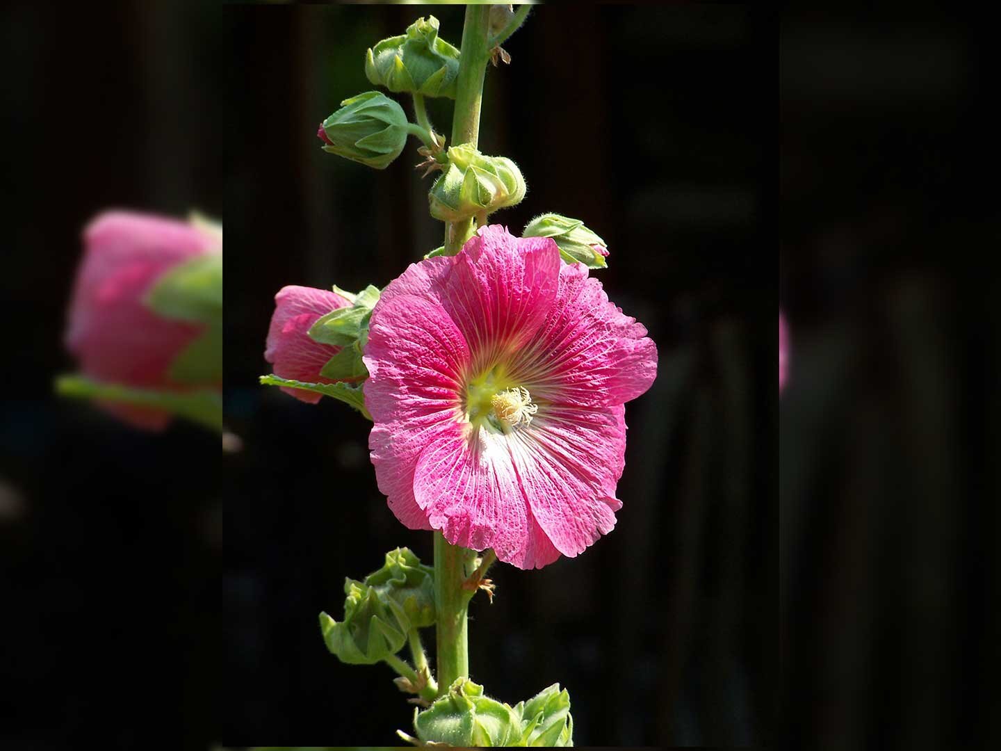 Fotografia przedstawiająca różową malwę