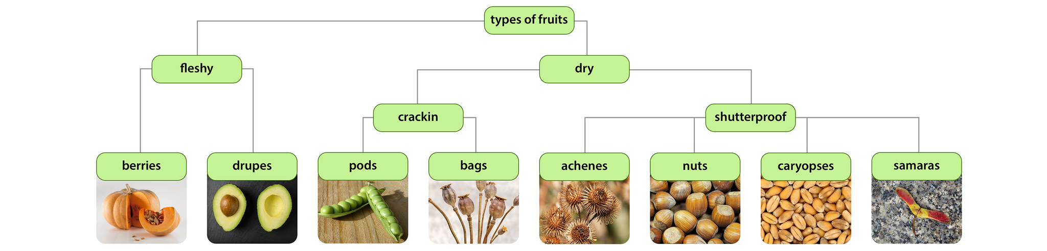 Schemat graficzny przedstawia typy owoców w formie seledynowych, zaokrąglonych prostokątów. Napis w pierwszym od góry prostokącie: types of fruits- rodzaje owoców. Od niego w lewo prostokąt z napisem: fleshy- mięsisty. Od niego dwa prostokąty z dołączonymi obrazkami owoców: berries (dynia) i drupes (przekrojone avokado z pestką). W prawo od górnego prostokąta z napisem: types of fruits prostokąt: dry (suchy). Od niego dwa prostokąty: w lewo crackin (pękający), od niego dwa prostokąty z obrazkami: pods ( zielony groszek) i bags (makówki) ; w prawo shutterproof (nietłukacy). Od niego cztery prostokąty z obrazkami: achenes (gałązka rzepów), nuts (orzechy laskowe), caryopses (ziarna pszenicy), samaras ( skrzydlak z klonu zwyczajnego).