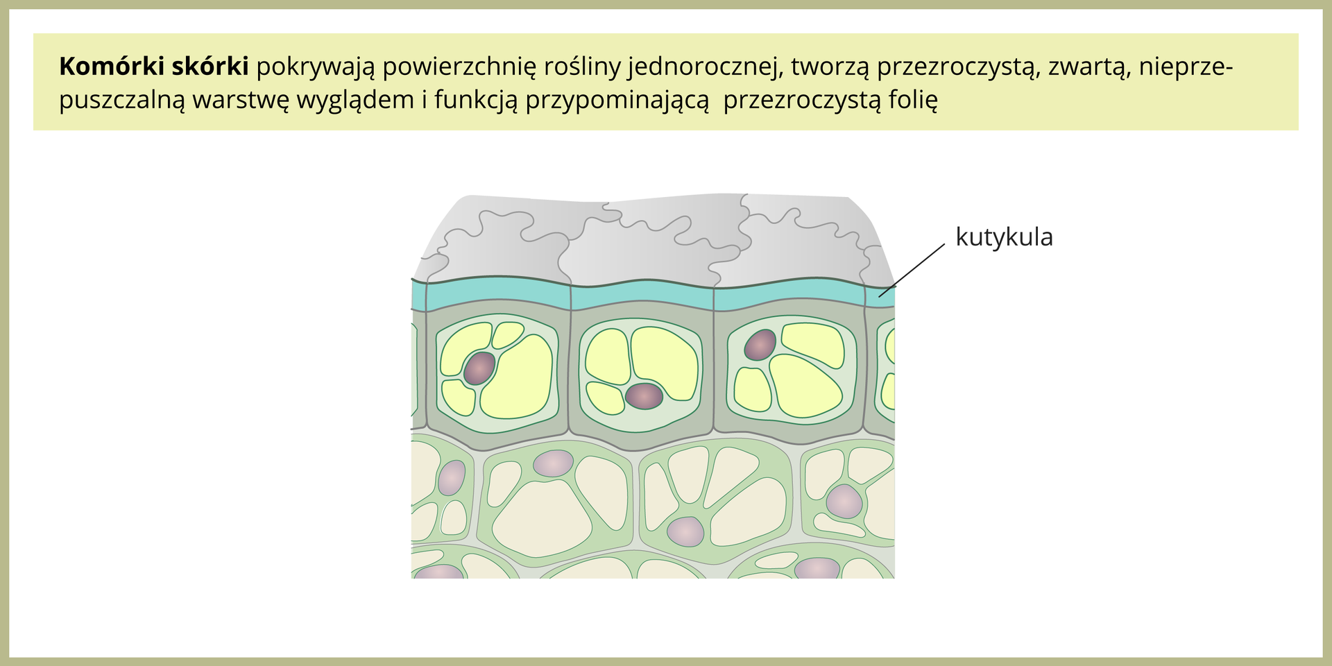 Ilustracja przedstawia komórki skórki, okrywającej powierzchnię rośliny jednorocznej. Tworzą one przezroczystą i zwartą, nieprzepuszczlną warstwę wyglądem i funkcją przypominającą przezroczystą folię.