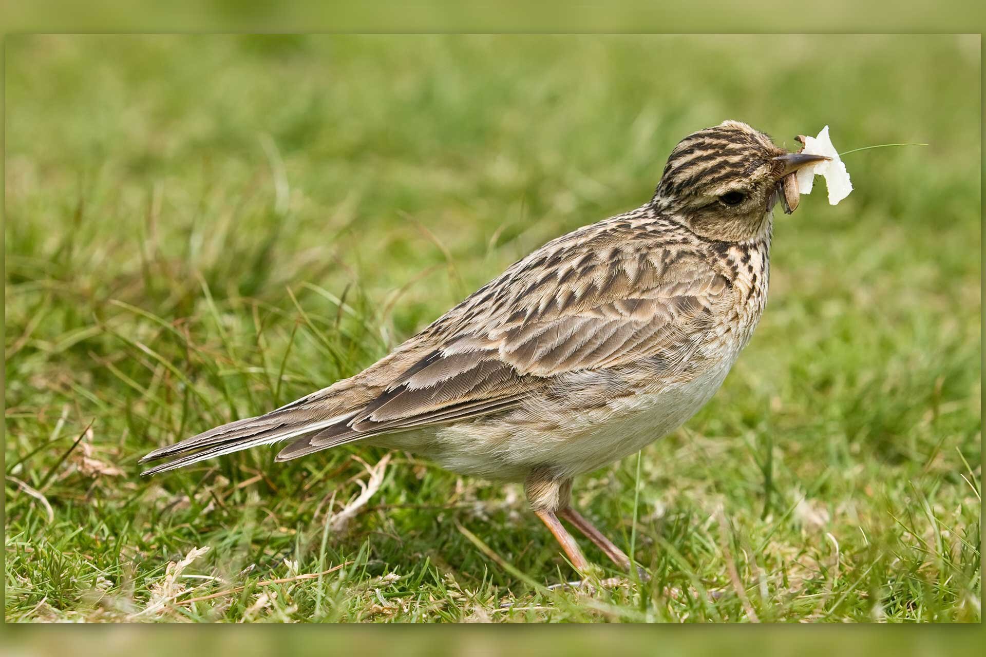 Fotografia przedstawia siedzącego na trawie skowronka, który w dziobie ma kawałek pożywienia. Skowronek ma jasno- i ciemnobrązowe piórka, kreskowane. Głowa w ciemnobrązowe paski. Dziób mały, spiczasty. Brzuch jasny, bez kreskowania.  
