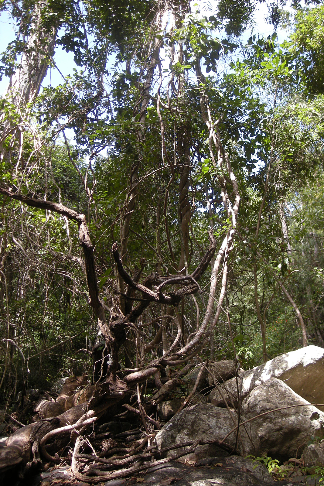 Fotografia przedstawia wnętrze tropikalnego lasu. Na pierwszym planie mocno powyginane, jasno brązowe pędy lian. Liany owijają się wokół pni drzew. Podłoże to skały i kamienie.