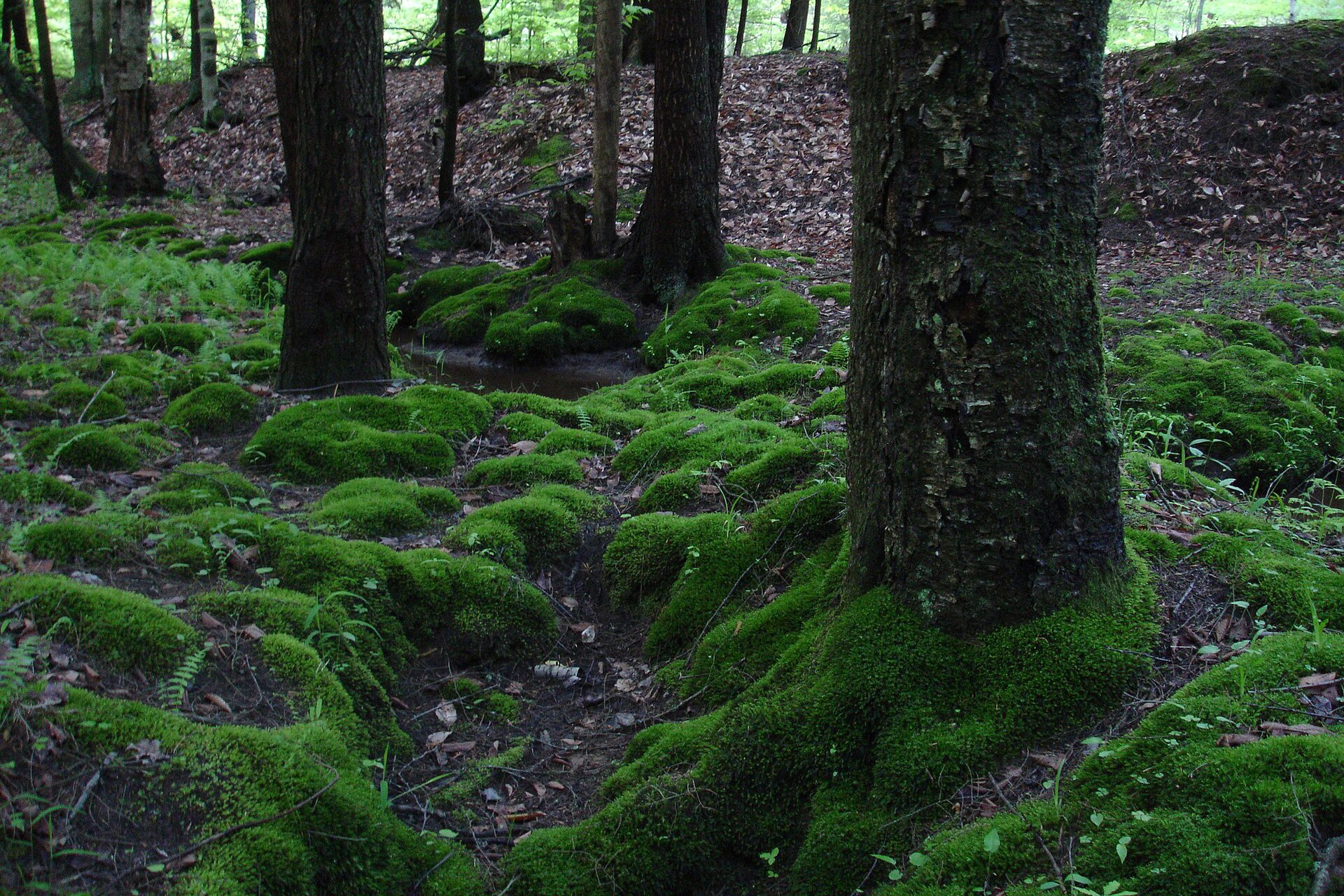 Na planszy widoczne jest runo leśne, porośnięte drobnymi, zielonymi roślinami, rozległym, ciemno‑zielonym, rozłożystym mchem oraz brązowymi, uschniętymi liśćmi, a także szerokie, ciemno‑brązowe pnie drzew.