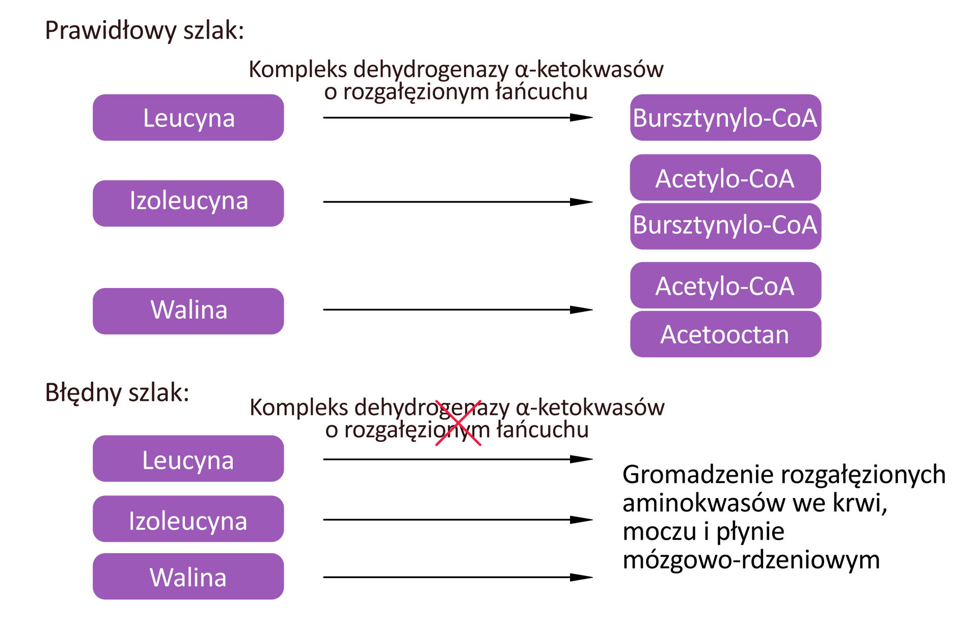 Ilustracja przedstawia dwa schematy. Pierwszy schemat ma podpis „Prawidłowy szlak”. Na schemacie mamy po lewej stronie hasło Leucyna, od którego prowadzi w prawo strzałka z napisem kompleks dehydrogenezowy alfa‑ketokwasów o rozgałęzionym łańcuchu do hasła Bursztynylo‑CoA. Poniżej: Izoleucyna, od której prowadzi w prawo strzałka do hasła Acetylo‑CoA, Bursztynylo‑CoA. Poniżej: Walina, od której prowadzi w prawo strzałka do hasła Acetylo‑CoA, Acetooctan. Drugi schemat ma podpis „Błędny szlak”. Na schemacie mamy po lewej stronie hasło Leucyna, Izoleucyna, Walina, od których prowadzą w prawo trzy strzałki z przekreślonym nad nimi napisem kompleks dehydrogenezowy alfa‑ketokwasów o rozgałęzionym łańcuchu do hasła: Gromadzenie rozgałęzionych aminokwasów we krwi, moczu i płynie mózgowo‑rdzeniowym.