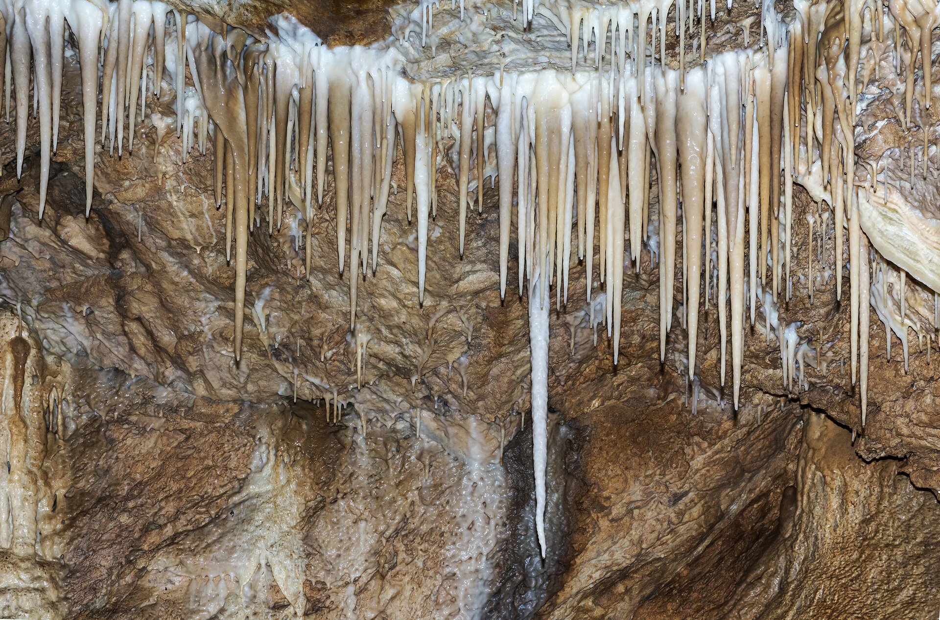 Ilustracja przedstawia zbliżenie na stalaktyty w Jaskini Niedźwiedziej. Pionowe podłużne stożki w kolorze beżowo białym zwisają ze stropu jaskini.