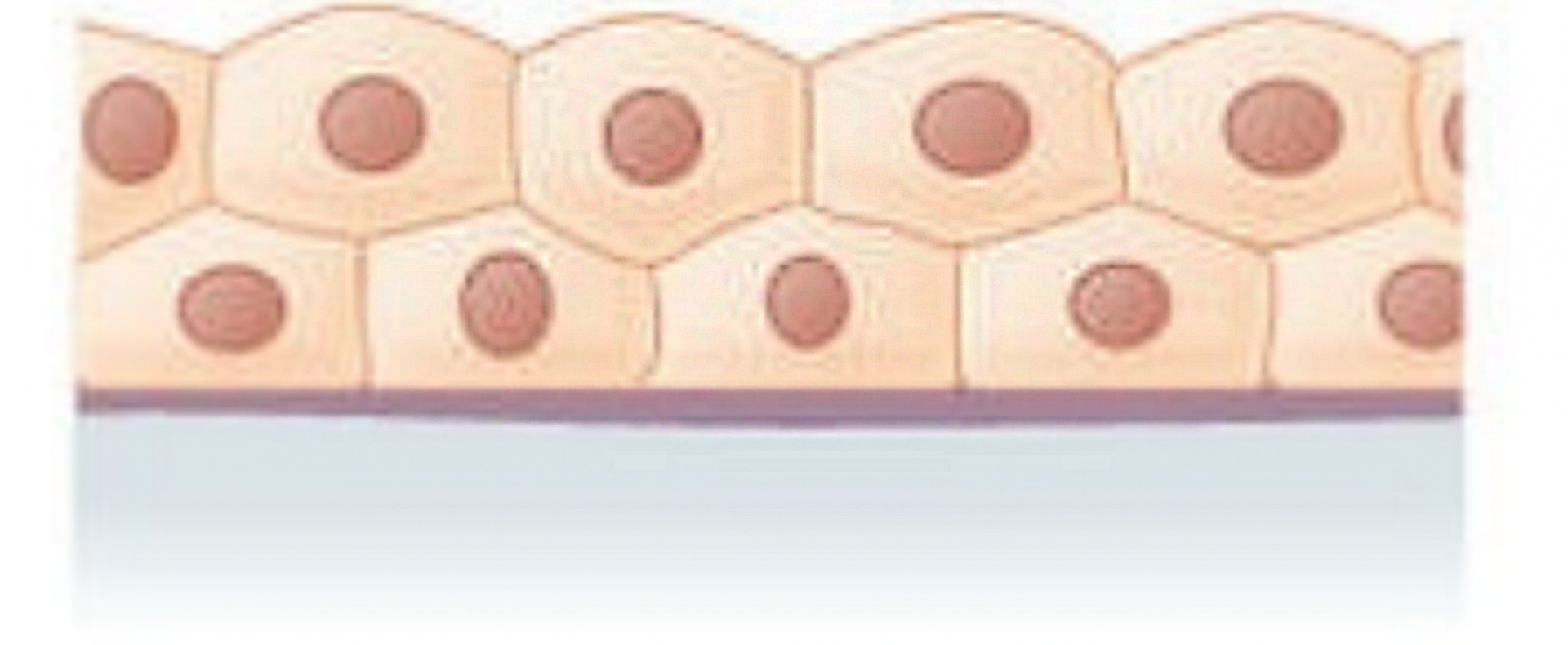 Grafika przedstawia nabłonek wielowarstwowy sześcienny.  Składa się on z podwójnej warstwy komórek o kształcie graniastosłupów o wielokątnej podstawie. 