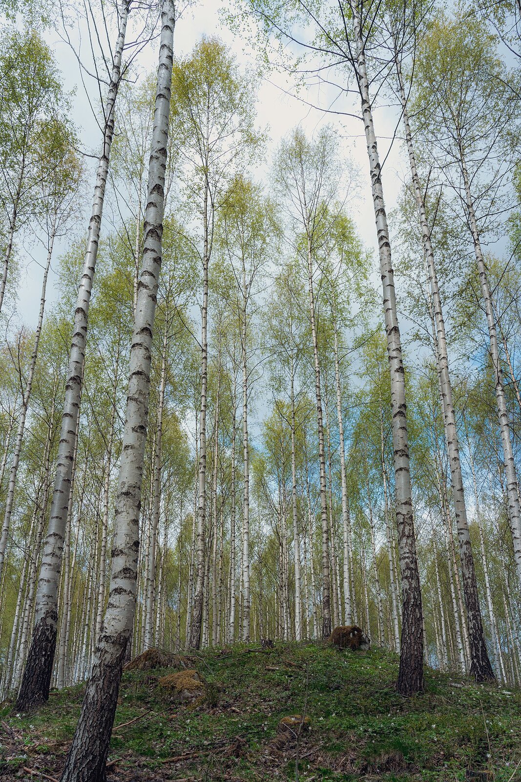Na zdjęciu las brzozowy. Pnie drzew są białe i mają czarne plamy. Drzewa są wysokie i mają wąskie pnie. Gałęzie znajdują się dopiero w najwyższych partach drzew i nie są zbyt rozłożyste. Liście są zielone. 