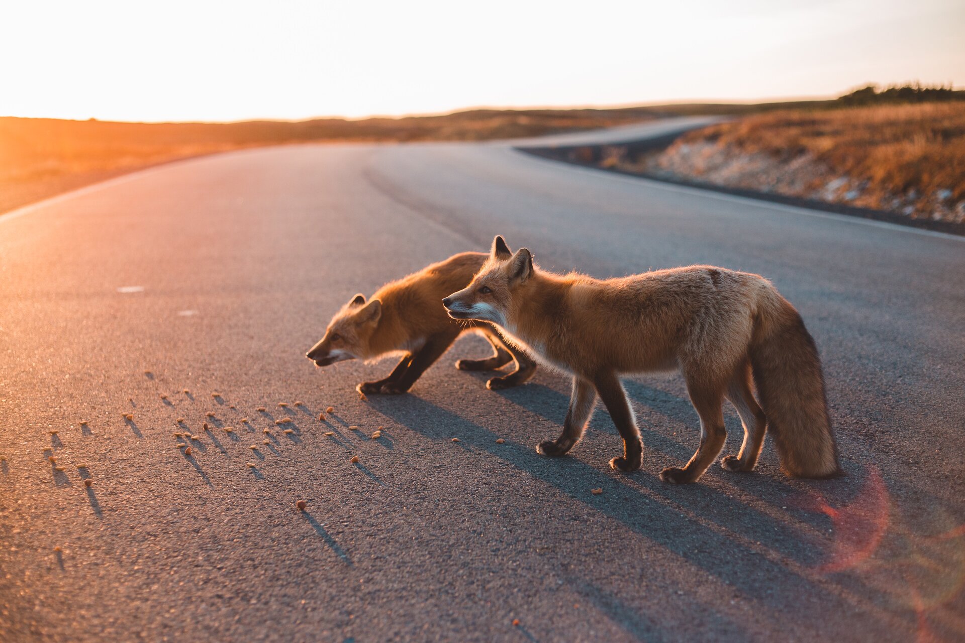 Zdjęcie przedstawia dwa lisy stojące na drodze. Czworonożne stworzenia, z wystającym pyskiem, stojącymi uszami i puchatym ogonem. 