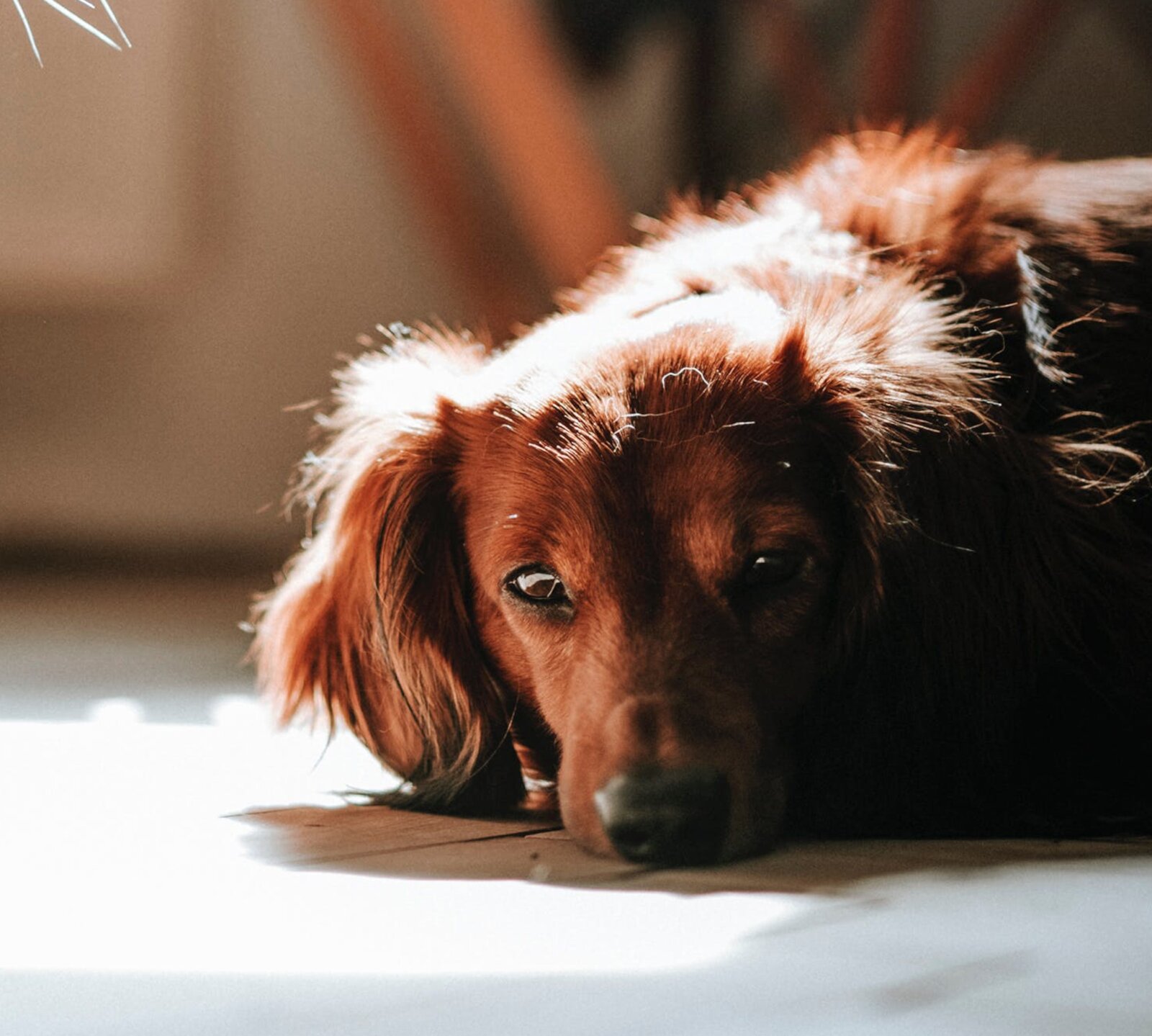 Zdjęcie przedstawia brązowego, długowłosego psa.