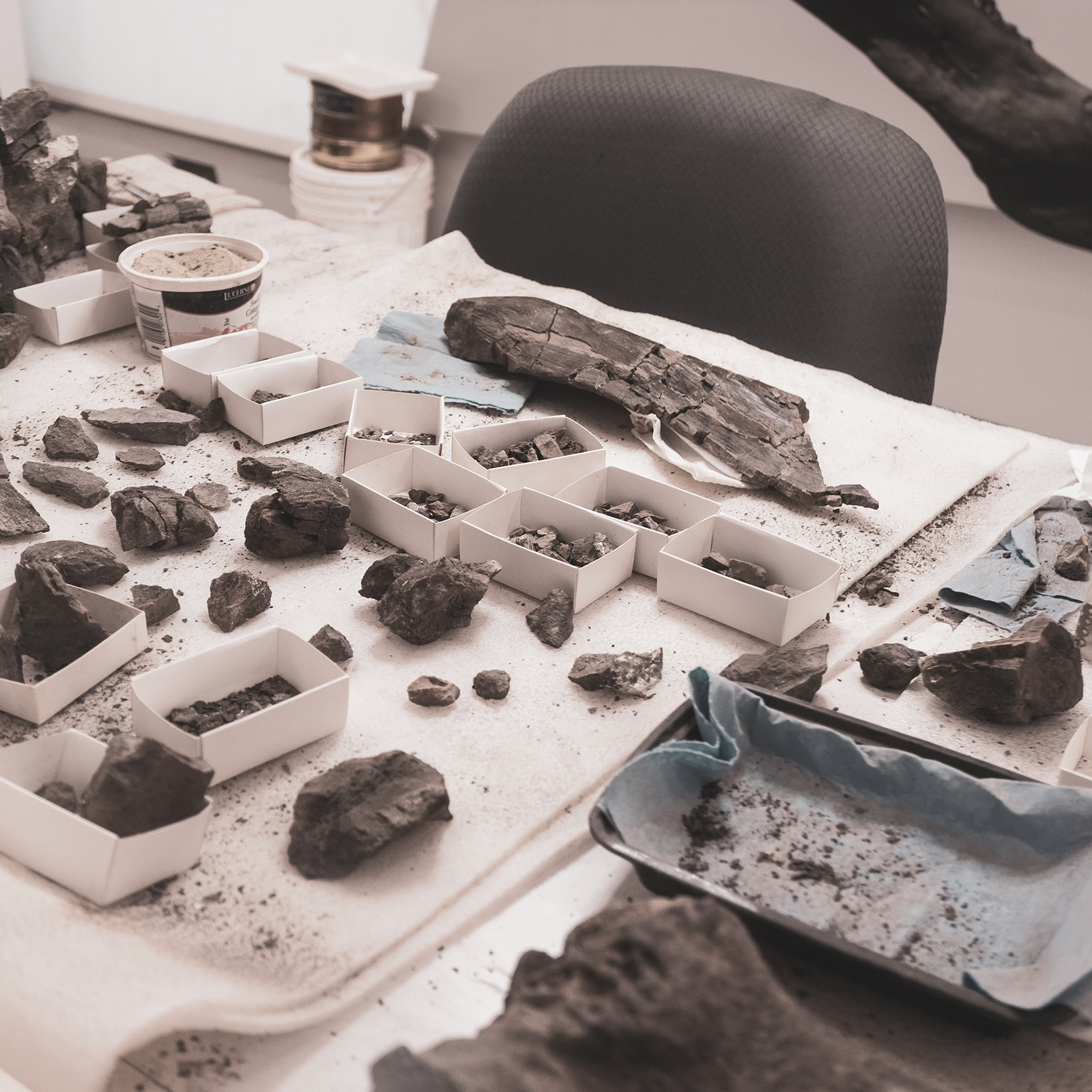 Zdjęcie przedstawia stół, na którym rozłożone są różne skamieliny. Widoczne są białe pudełeczka i pojemniki wyłożone materiałami, na których leżą skamieliny. Są one również rozłożone bezpośrednio na stole, na którym widać również okruchy, które obsypały się z artefaktów. Za stołem widoczne jest oparcie krzesła.