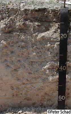 Na zdjęciu znajduje się profil glebowy buroziemu. Gleba ta jest sucha, w kolorze jasnobrązowym wpadającym w szary.