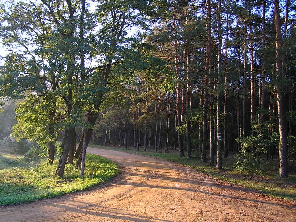 Ilustracja przedstawia drogę leśną w Kampinoskim PN. Widoczne są drzewa iglaste, zachodzące słońce przebija się między nimi tworząc jesienną aurę.