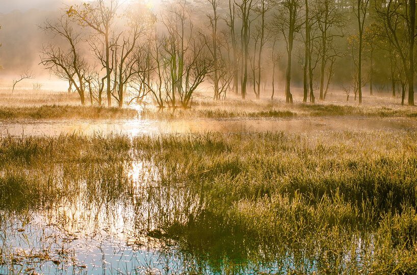 Ilustracja przedstawia tereny bagniste oświetlone słońcem. Na zdjęciu roślinność charakterystyczna dla obszaru mokradeł - liczne trawy rosnące w wodzie. W oddali bezlistne drzewa.