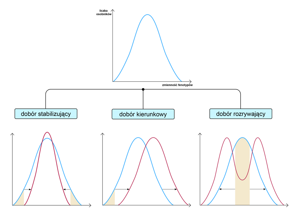 Grafika przedstawia zmiany rozkładów zmienności cech w zależności od rodzaju doboru naturalnego. W populacji wyjściowej rozkład ma postać normalną, oś x opisana jest jako zmienność fenotypów, a oś y jako liczba osobników. Pierwszym z przykładów jest dobór stabilizujący. W jego wyniku wykres staje się węższy i wyższy, na różowo (zmienność ulegająca eliminacji) oznaczone są obszary lewego i prawego końca rozkładu, czyli cechy skrajne. Kolejnym przykładem jest dobór kierunkowy. W jego wyniku wykres przesuwa się na osi x w prawo lub w lewo, a na różowo (zmienność ulegająca eliminacji) oznaczona jest jedna z jego stron - prawa lub lewa. Ostatnim z przykładów jest dobór rozrywający. W jego wyniku wykres ulega częściowemu rozszczepieniu na pół, zmniejsza się liczebność osobników o cechach pośrednich - fragment ten oznaczony jest kolorem różowym, oznaczającym eliminację danych wartości cech, z kolei zwiększa się liczebność osobników o cechach skrajnych.