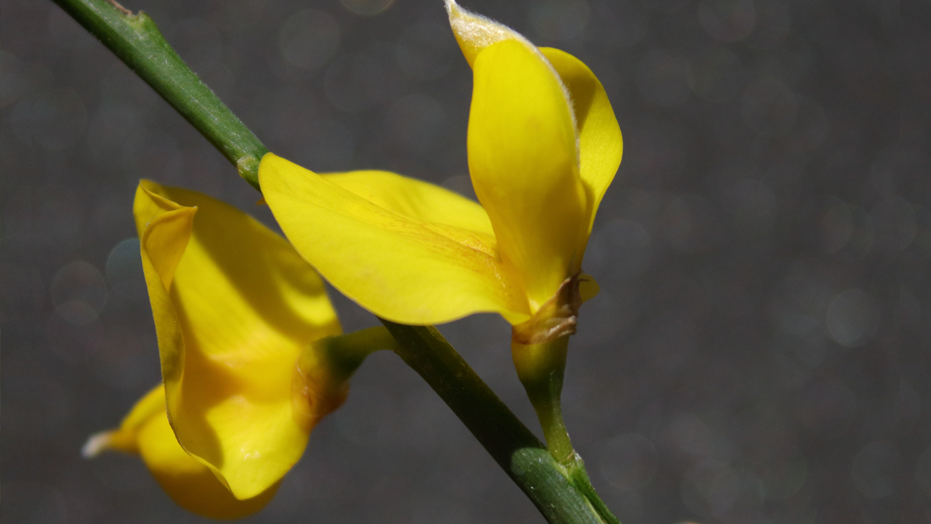 Zdjęcie przedstawia kwiat ginestry.