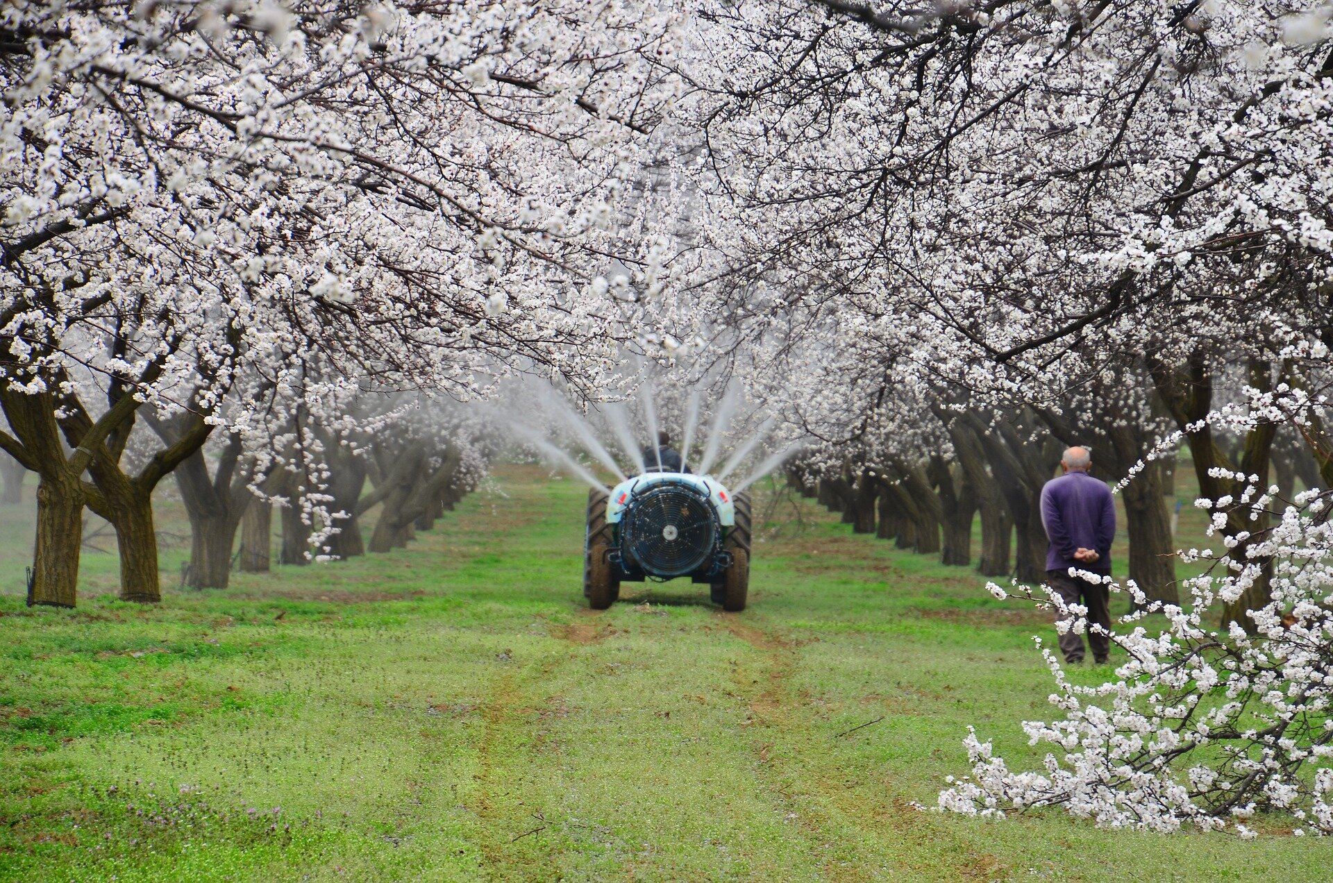 Fotografia przedstawiająca ciągnik z opryskiwaczem w kwitnącym sadzie.