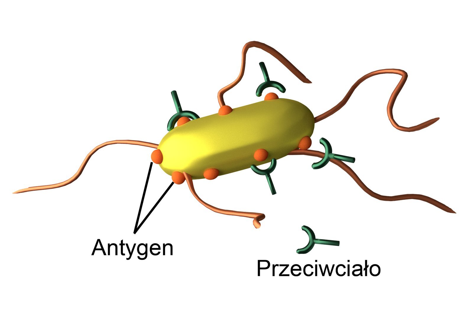 Na ilustracji przedstawiono żółtą bakterię z pomarańczowymi witkami. Na jej powierzchni znajdują się antygeny (pomarańczowe kulki). Przeciwciała (zielone) mają kształt litery Y. Pasują one przestrzennie do jednego, konkretnego antygenu i łączą się z nim.