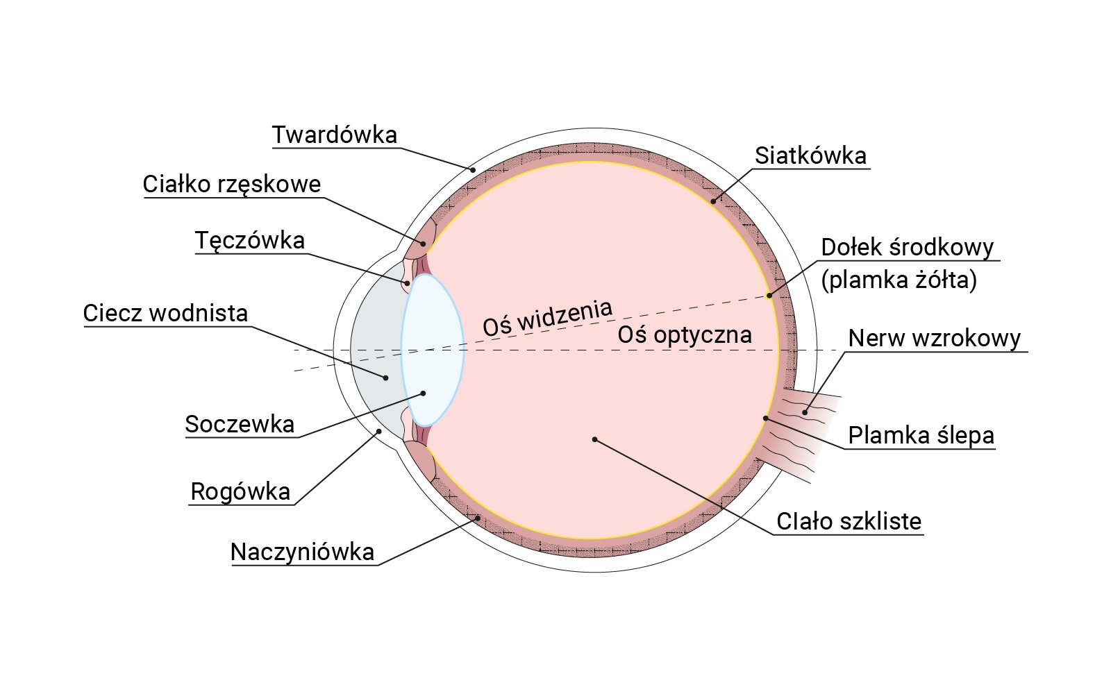 Ilustracja przedstawia budowę gałki ocznej. Na ilustracji zostały zaznaczone elementy takie jak:
Naczyniówka
Rogówka
Soczewka
Ciecz wodnista
Tęczówka
Ciałko rzęskowe
Twardówka
Siatkówka
Dołek środkowy
Nerw wzrokowy
Plamka ślepa
Ciało szkliste
Na środku zaznaczono dwie linie przerywane oś optyczna (pozioma) oraz oś widzenia która jest pod kątem ostrym. Licznie się przecinają w soczewce.