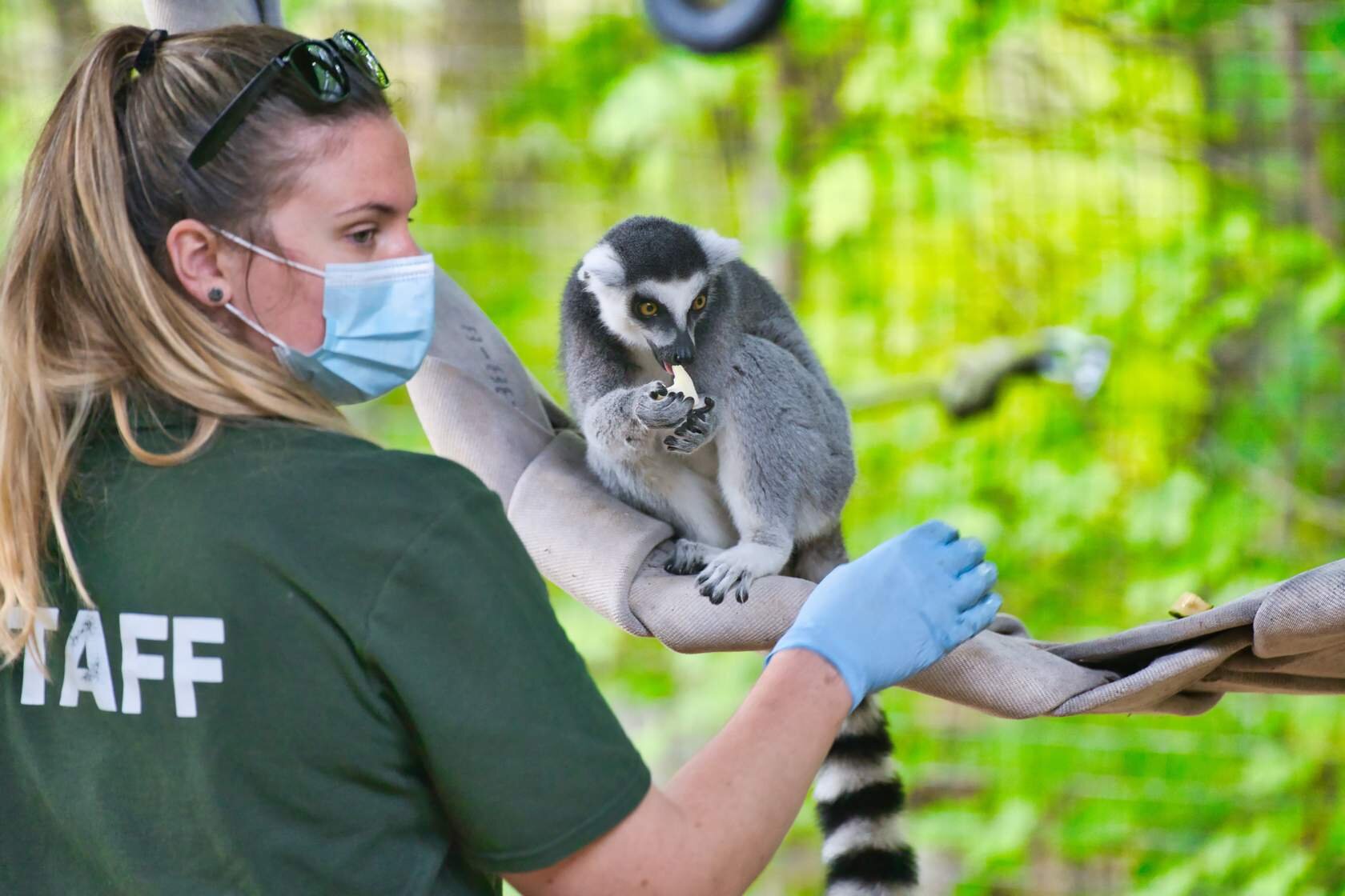 Grafika przedstawia kobietę stojącą przed liną, na której siedzi lemur. Kobieta ma założone jednorazowe rękawiczki i maskę ochronną. Na głowie założone ma czarne okulary.