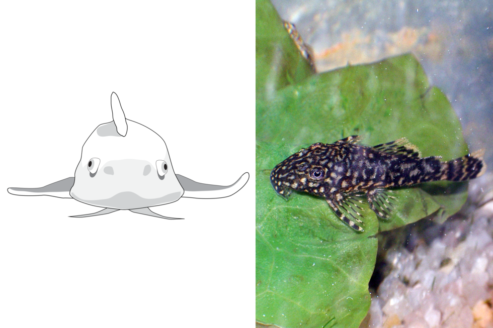 Rysunek przedstawia glonojada z przodu. Ciało trapezowate, oczy szeroko rozstawione. Otwór gębowy nisko. Płetwy z boku jak skrzydła. Grzbietowa i brzuszne krótkie. Fotografia przedstawia w akwarium glonojada z góry, na liściu. Głowa w lewo, ciało czarne w białe cętki. Płetwy wachlarzykowate, na czarno – białych promieniach.