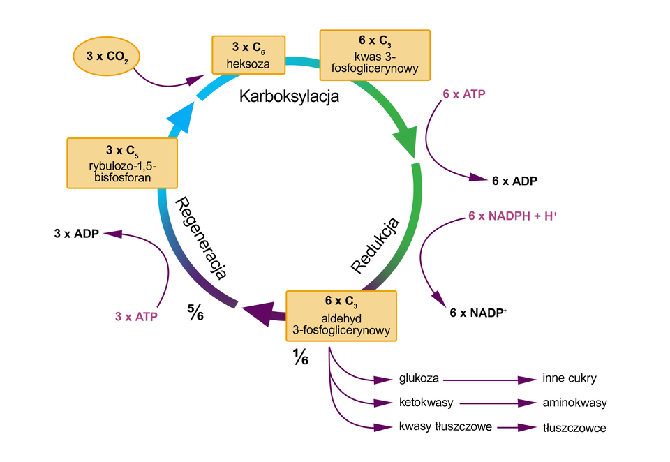 Na grafice przedstawiony jest cykl Calvina. W trakcie cyklu następują 3 procesy: karboksylacja, redukcja i regeneracja. W procesie regeneracji 3 cząsteczki rybulozo‑1,5‑bisfosforanu (cząsteczka pięciowęglowa) z pomocą RuBisCO łączy się z trzema cząsteczkami dwutlenku węgla. Następuje proces karboksylacji, w wyniku czego powstają 3 cząsteczki C,sub>6 oraz 6 cząsteczek trójwęglowego kwasu 3‑fosfoglicerynowego. Podczas zakończenia procesu karboksylacji i rozpoczęcia procesu redukcji następuje przekształcenie 6 cząsteczek ATP do 6 cząsteczek ADP. W procesie redukcji 6 cząsteczek NADPH dodać H+ przekształca się w 6 cząsteczek NADP+. Następnie cząsteczki kwasu 3‑fosfoglicerynowego są przekształcane w 6 cząsteczek trójwęglowego aldehydu 3‑fosfoglicerynowego. Na schemacie w tym miejscu dodano zapis jedna szósta. Dalej w tej części cyklu glukoza przekształca się do innych cukrów, ketokwasy do aminokwasów, kwasy tłuszczowe do tłuszczowców. Następuję proces regeneracji. W tym miejscu schematu dodano zapis pięć szóstych. 3 cząsteczki ATP przekształcają się w 3 cząsteczki ADP. Aldehdy 3‑fosforoglicerynowy przekształca się w 3 cząsteczki pięciowęglowego rybulozo‑1,5‑bisfosforanu, który ponownie wchodzi w reakcję z dwutlenkiem węgla katalizowaną przez RuBisCO.