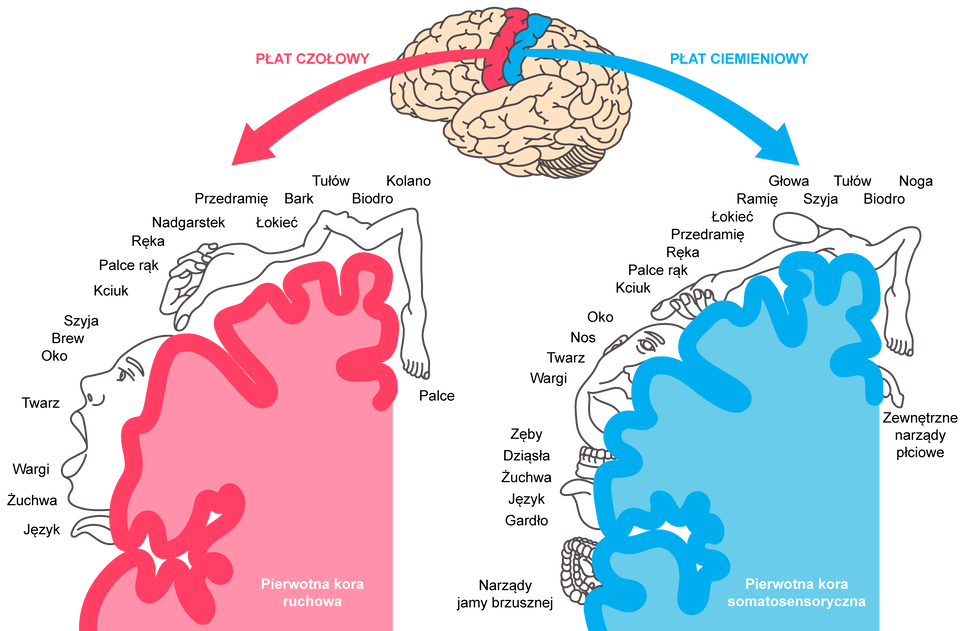 Ilustracja przedstawia przybliżoną lokalizację reprezentacji informacji ruchowych i czuciowych w korze mózgowej. W górnej części ilustracji jest mózg z zaznaczoną lokalizacją płata czołowego i ciemieniowego. Poniżej znajdują się fragmenty kory. Na czerwono pierwotnej kory ruchowej, na niebiesko pierwotnej kory somatosensorycznej. Ich powierzchnia jest pofałdowana. Są na niej fragmenty i zarysy części ciała, na przykład głowa, zęby, dłoń. Po stronie pierwotnej kory ruchowej znajdują się: język, żuchwa, wargi, twarz, oko, brew, szyja, kciuk, palce rąk, ręka, nadgarstek, przedramię, łokieć, bark, tułów, biodro, kolano, palce u stóp. Po stronie pierwotnej kory somatosensorycznej znajdują się: narządy jamy brzusznej, gardło, język, żuchwa, dziąsła, zęby, wargi, twarz, nos, oko, kciuk, palce rąk, ręka, przedramię, łokieć, ramię, głowa, szyja, tułów, biodro, noga. zewnętrzne narządy płciowe.  