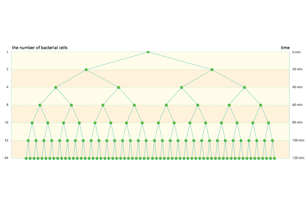 IIlustracja przedstawia schemat na różowym tle. Lewa strona jest podpisana: liczba komórek bakterii i ma podziałkę logarytmiczną od 1 do 64. Prawa strona jest opisana jako czas, od zera do stu dwudziestu minut. Na schemacie zielone punkty oznaczają bakterie, a niebieskie kreski symbolizują ich podział na dwie komórki potomne. Schemat odczytujemy od góry w dół.