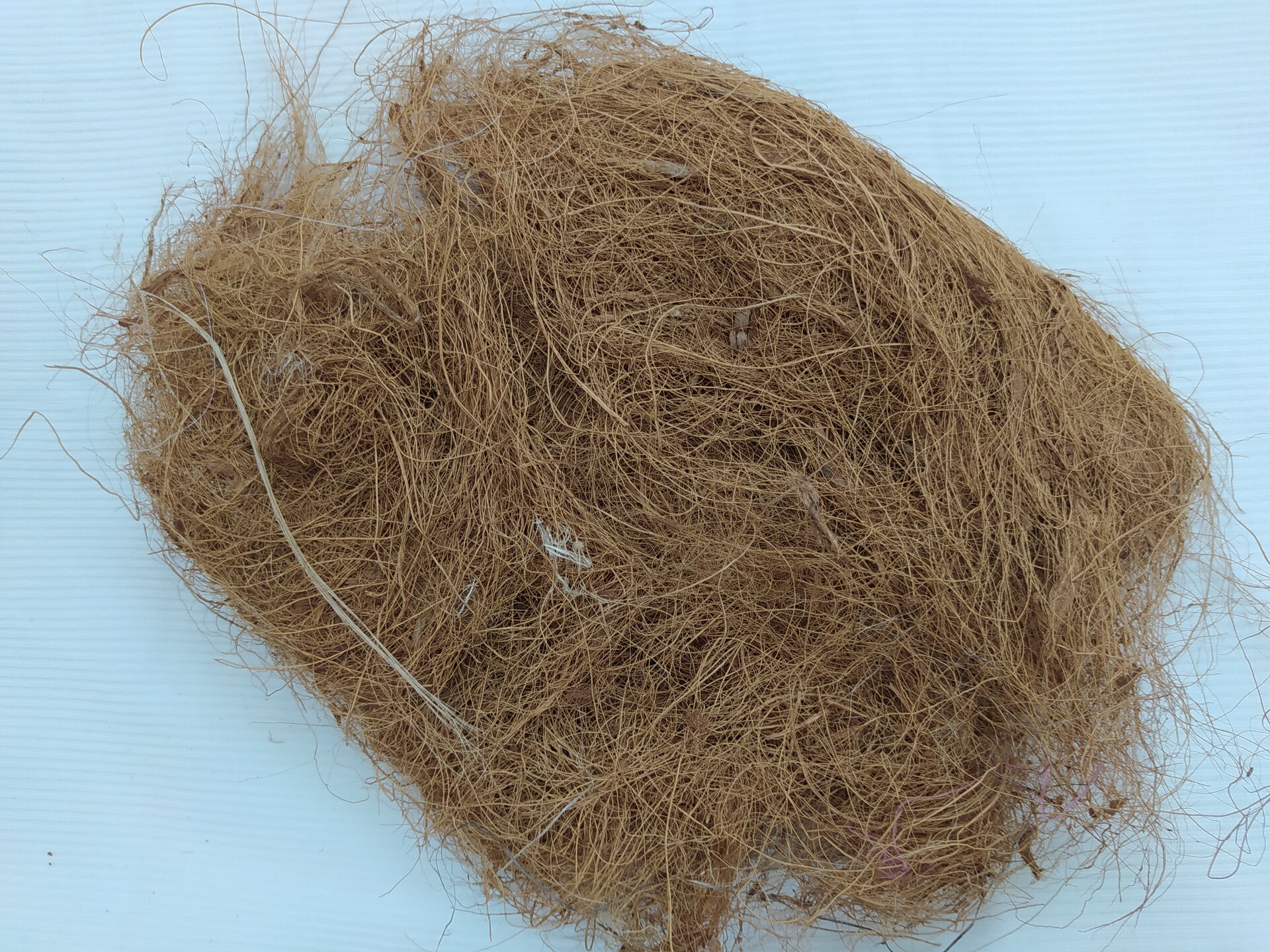 Na zdjęciu widoczne liczne cienkie brązowe nitki włókna kokosowego.