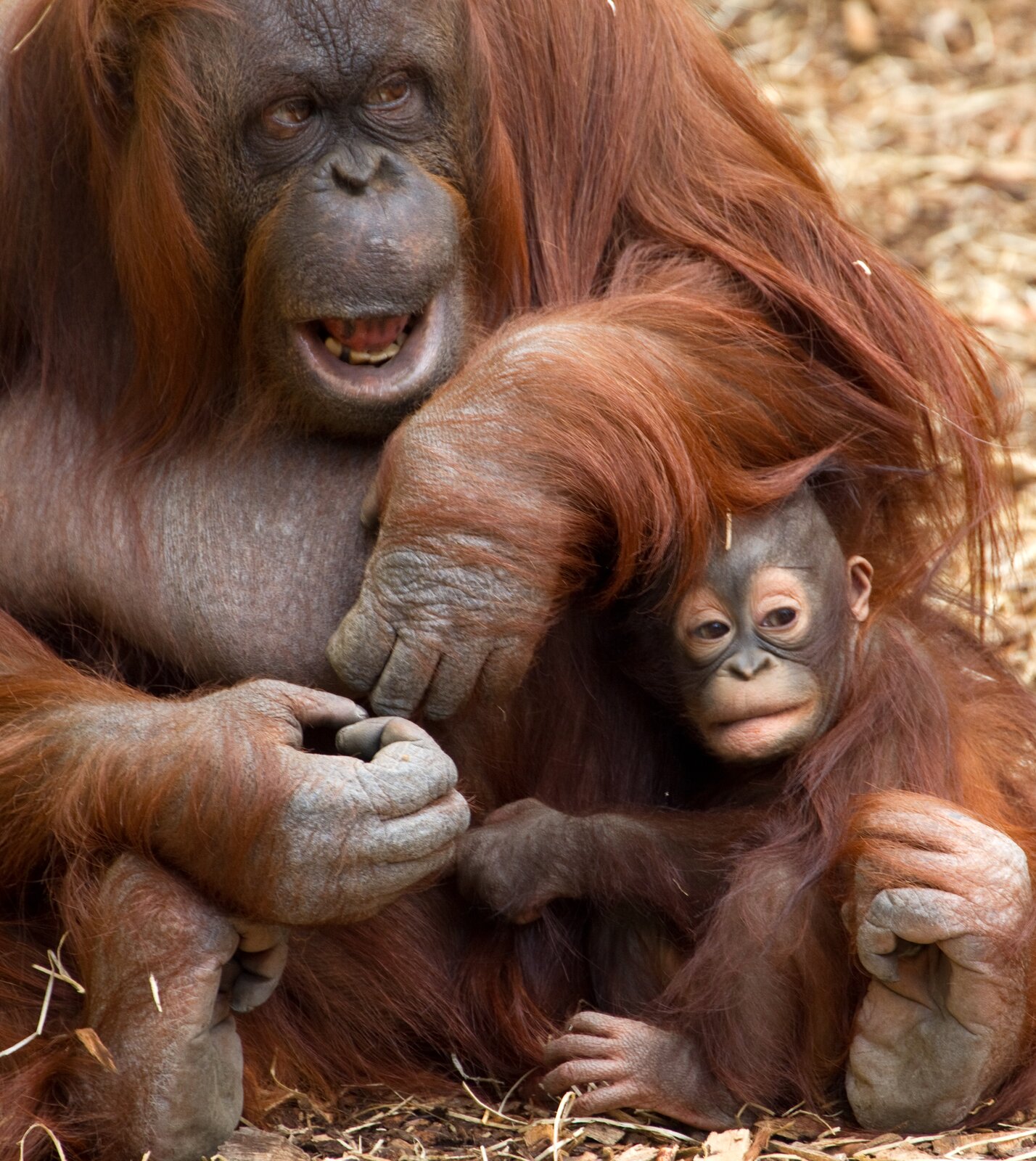 Fotografia przedstawia rudą samicę orangutana z dwoma młodymi. Samica siedzi w trawie i przygarnia młode do siebie długimi rękami. Maluchy orangutana trzymają się matki, ale rozglądają na boki.