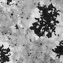 Na zdjęciu widoczny jest przykład mikrostruktury żeliwa ciągliwego. Widoczne na zdjęciu mikroskutery mają nieregularne ziarna o ostrych krawędziach. W centralnej części zdjęcia widać ziarniste wtrącenia o czarnym kolorze. Na całej powierzchni widać niewielkie czarne punkty znajdujące się pomiędzy kolejnymi ziarnami.