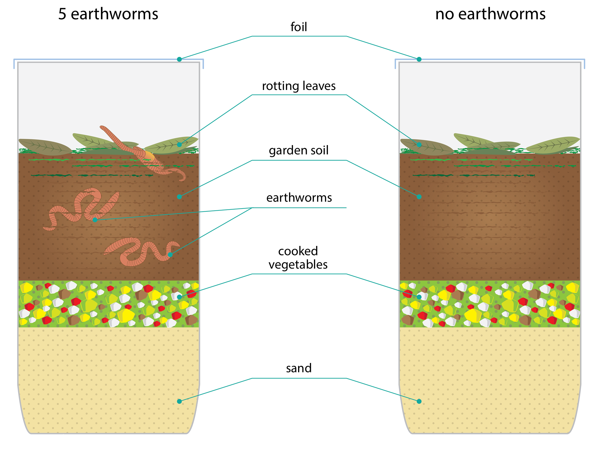 Ilustracja prezentuje dwa stojące obok siebie pojemniki wypełnione kolejno: piaskiem, gotowanymi warzywami, ziemią ogrodową oraz butwiejącymi liśćmi. Oba pojemniki są przykryte folią. W pojemniki po lewej stronie umieszczono pięć dżdżownic. Ilustrację podpisano, wymieniając kolejne warstwy od góry: 5 earthworms (na ilustracji po lewej stronie), no earthworms (na ilustracji po prawej stronie), foil, rotting leaves, garden soil earthworms, cooked vegetables, sand.