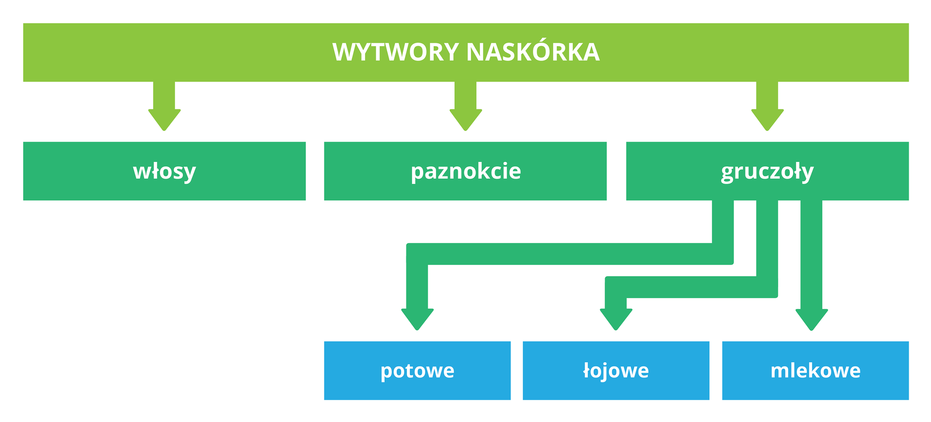 Schemat w kolorach: oliwkowym, zielonym i niebieskim ilustruje wytwory naskórka (napis na górze). W dół strzałki wskazują napisy: włosy, paznokcie i gruczoły. Od gruczołów strzałki do napisów: potowe, łojowe, mlekowe.