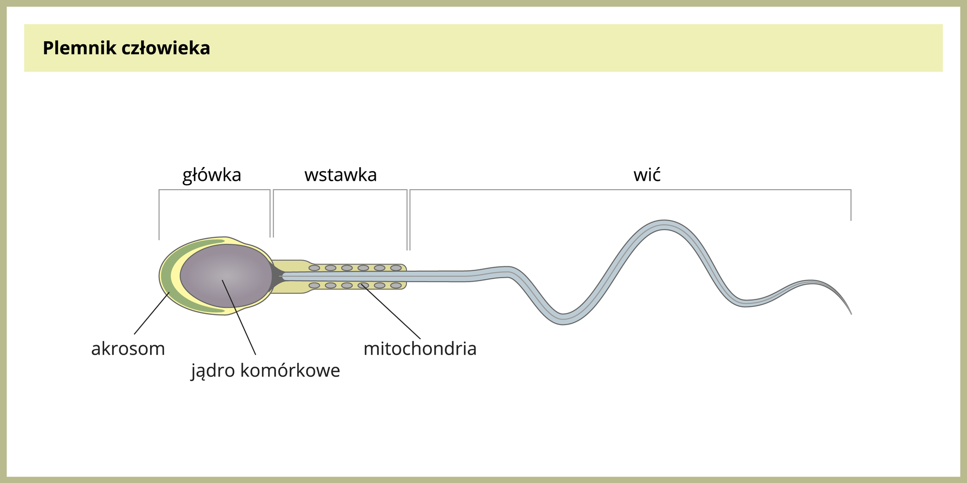 Ilustracja przedstawia plemnik człowieka. Jest to komórka składająca się z trzech elementów: okrągłej główki, podłużnej wstawki i długiej wąskiej witki. Główka składa się z jądra komórkowego i akrosomu, czyli osłonki, która znajduje się na przedzie główki. Za główką znajduje się wstawka. Jest ona wypełniona mitochondriami, które produkują energię do poruszania witką. Za wstawką widać wić.