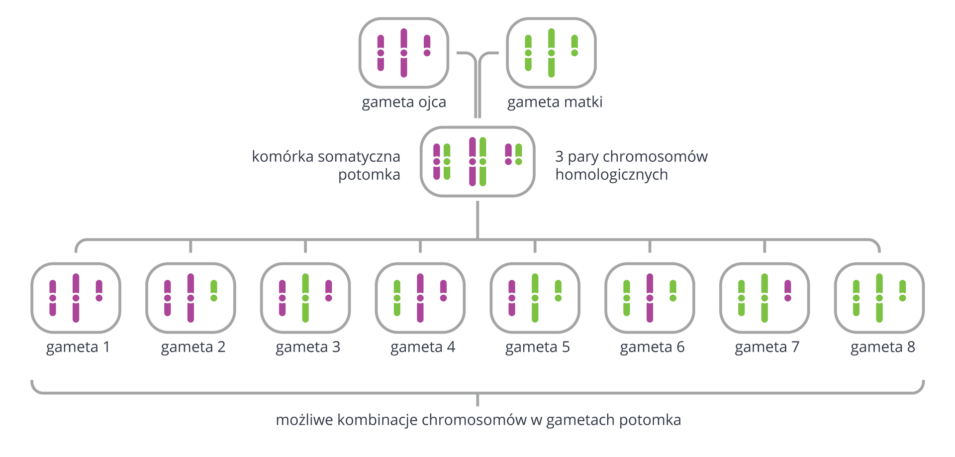 Ilustracja przedstawia schematycznie sposób losowego rozchodzenia się różnych chromosomów do gamet. U góry dwie gamety: ojca i matki. Każda ma po 3 chromosomy: długi, średni i krótki. U ojca oznaczone kolorem fioletowym, u matki zielonym. Z połączenia gamet powstaje potomek, który ma 3 pary chromosomów. Po mejozie jego gamety mogą mieć 8 różnych zestawów chromosomów. 2 gamety mają takie same zestawy jak rodzice (na rysunku oznaczone numerami 1 i 8). Gameta druga ma dwa chromosomy od ojca średni i długi i jeden krótki od matki. Gameta trzecia ma krótki i średni chromosom od ojca i długi od matki. Gameta czwarta ma długi i krótki chromosom od ojca i średni od matki. Gameta piąta ma średni chromosom od ojca i długi i krótki od matki. Gameta szósta ma długi chromosom od ojca i średni i krótki od matki. Gameta siódma ma krótki chromosom od ojca i średni i długi od matki.