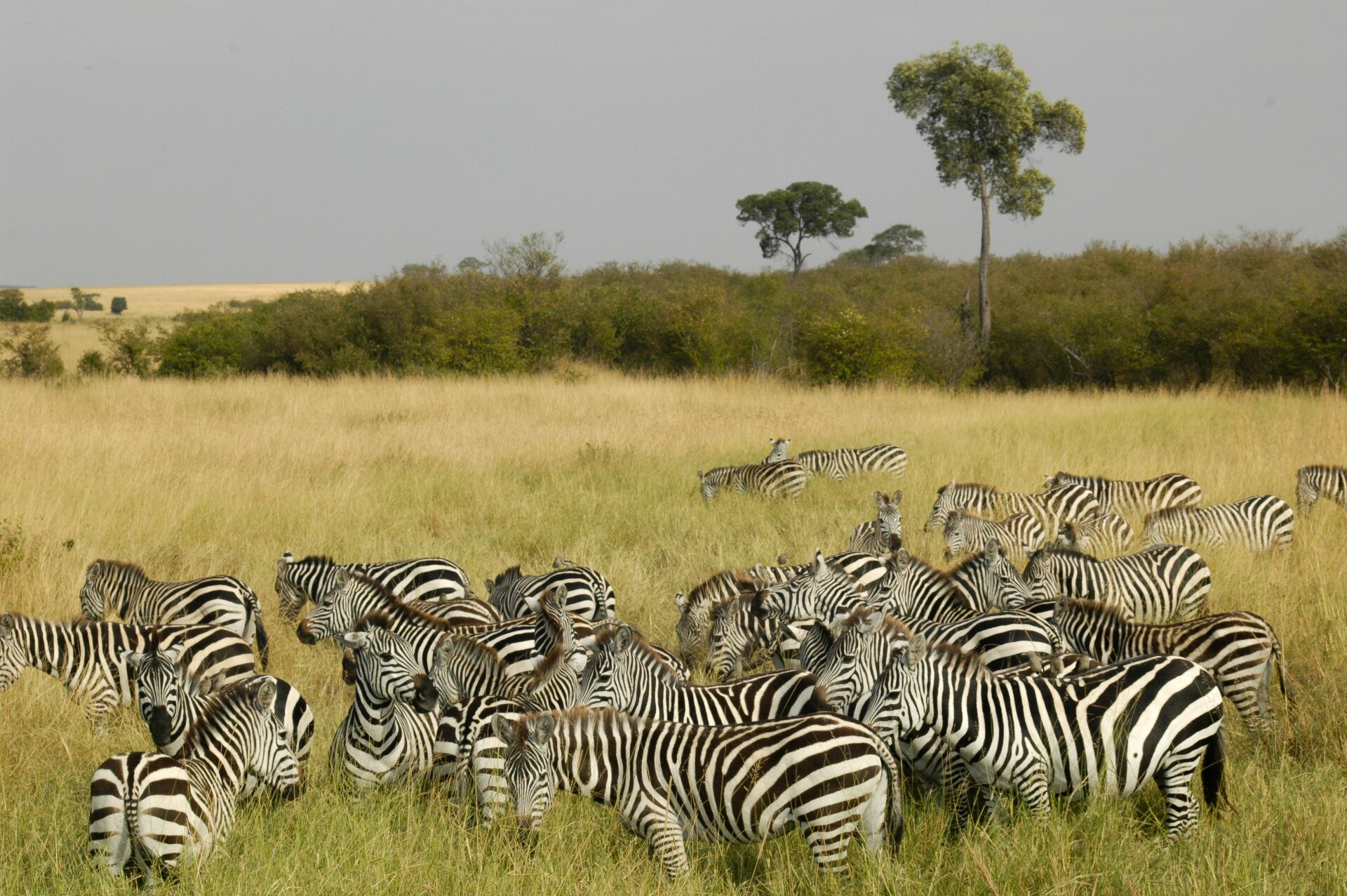 Fotografia. Na niej stado zebr pasących się w wysokiej, lekko żółtej trawie. Umaszczenie zwierząt jest czarno białe w paski a na ich głowie znajduję się grzywa. W oddali kępa krzewów z pojedynczymi drzewami. 
