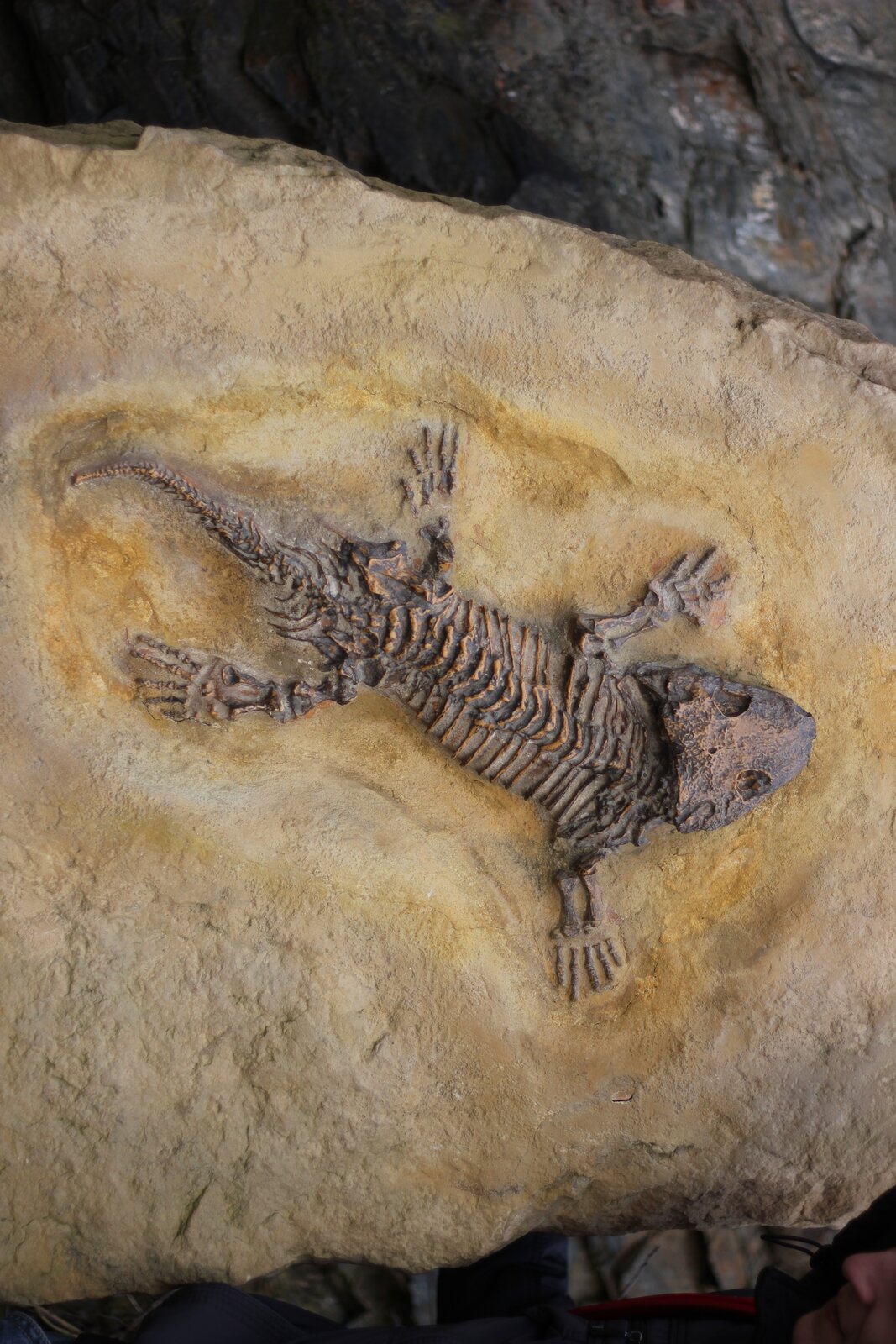 Zdjęcie przedstawia skamieniały szkielet jaszczurki. Widoczna jest szeroka czaszka, a w niej oczodoły. Kręgosłup z żebrami, dalej kończyny przednie oraz tylne z widocznymi kościami palców oraz ogon.