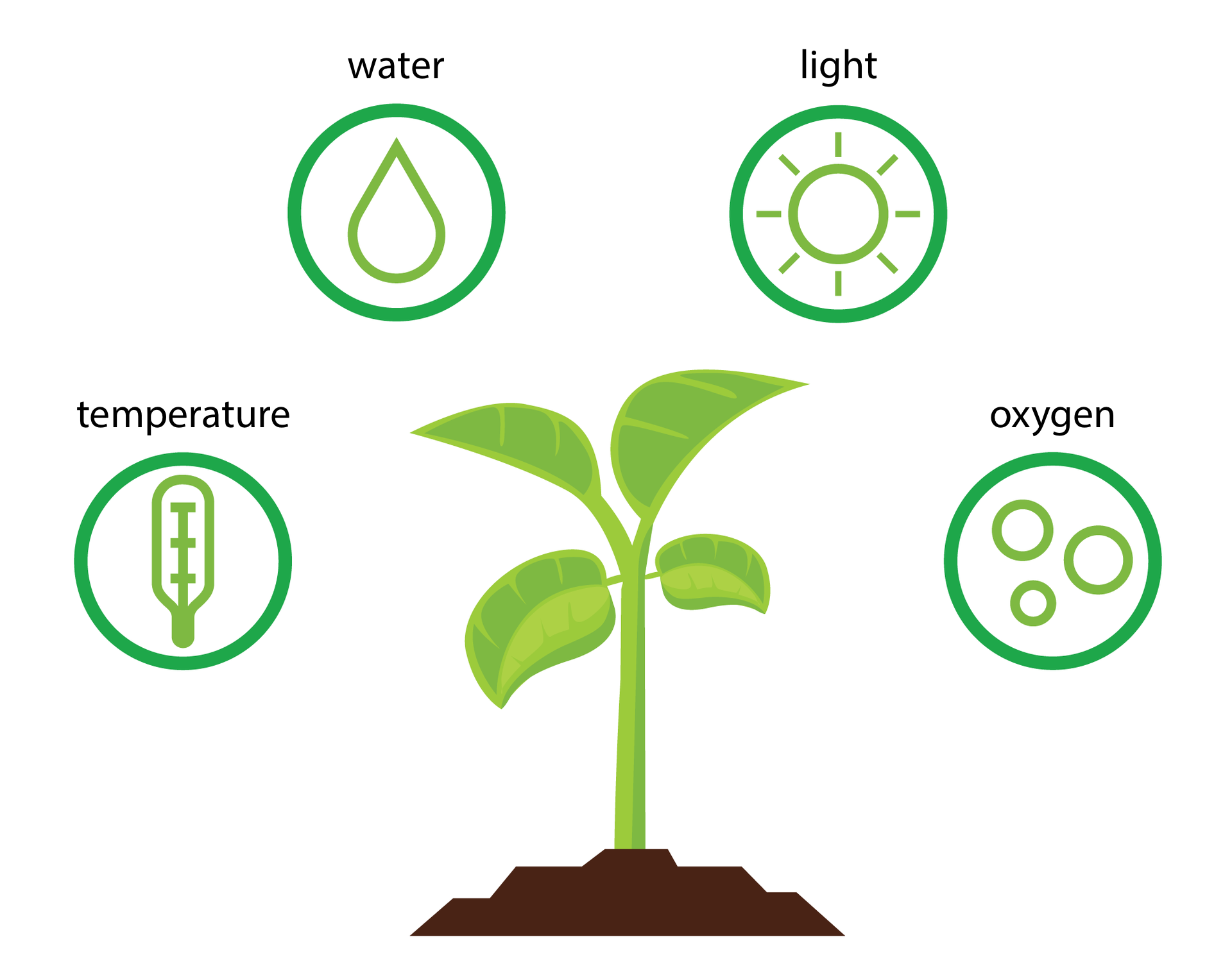 Ilustracja przedstawia centralnie umieszczoną, młodą, jasnozieloną roślinę na brązowej glebie. Wokół niej w czterech zielonych kółkach znajdują się piktogramy, oznaczające czynniki, które mają wpływ na kiełkowanie nasion: temperature, water, light, oxygen