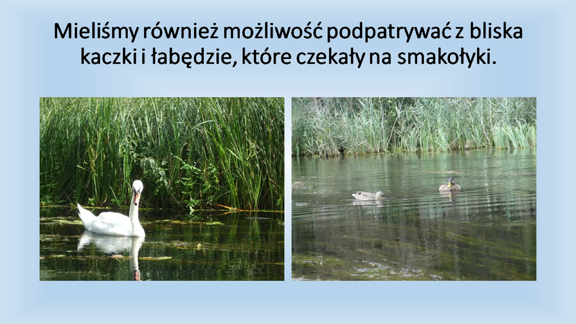 Piąty slajd prezentacji pod tytułem: "Mieliśmy również możliwość podpatrywania z bliska kaczki i łabędzie, które czekały na smakołyki." Pod tytułem znajdują się dwa zdjęcia, pierwsze przedstawia łabędzia, drugie kaczki. Zdjęcia zostały zrobione z perspektywy osoby siedzącej w kajaku.