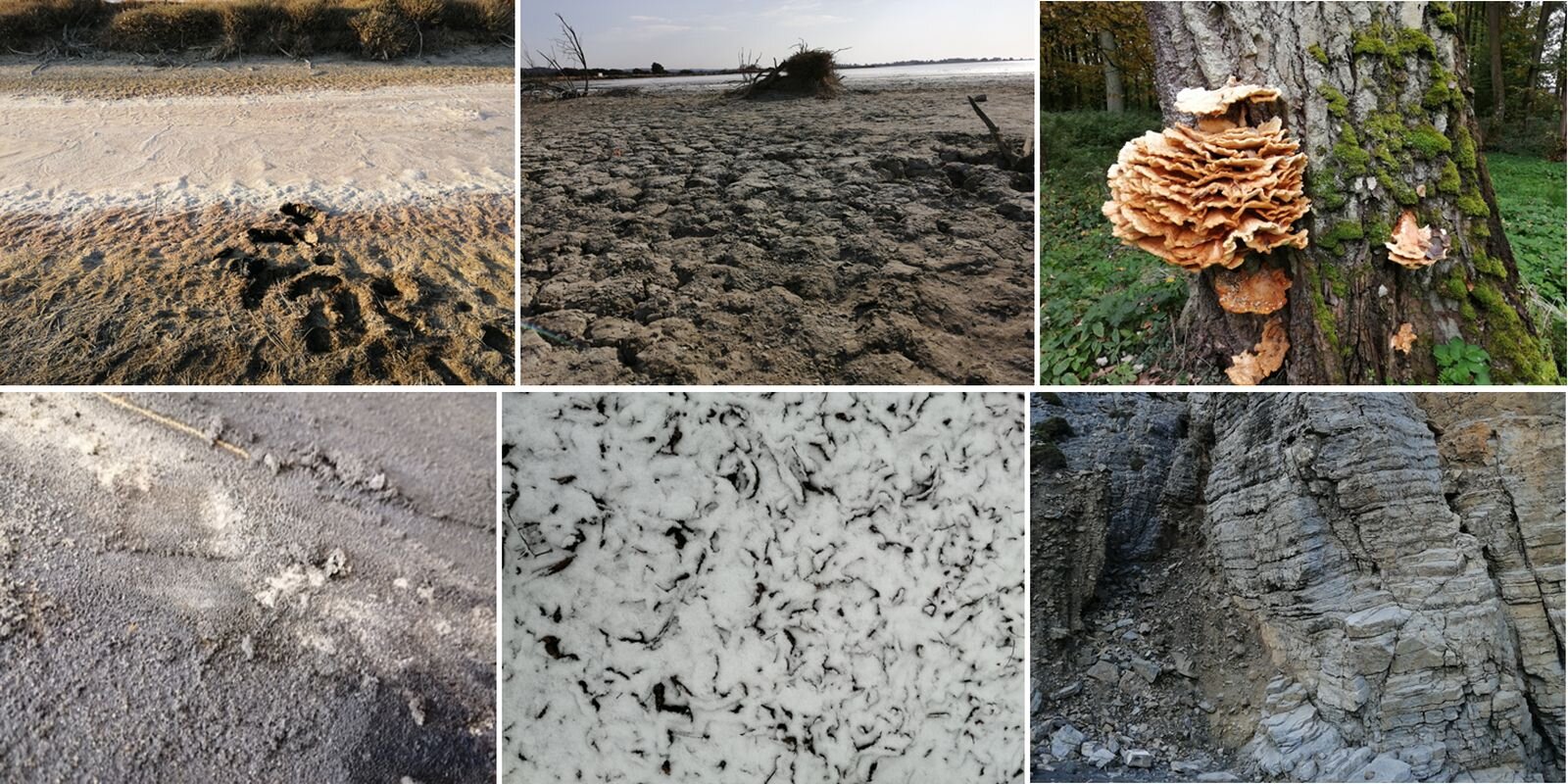 Zdjęcie składa się z 6 mniejszych fotografii zestawionych obok siebie. Każda z nich przedstawia jakąś powierzchnię znajdującą się w otoczeniu; piasek, skałę, korę drzewa, spękaną ziemię, grzyba rosnącego na pniu, beton. Wszystkiego chce się dotknąć, aby poczuć różne faktury.