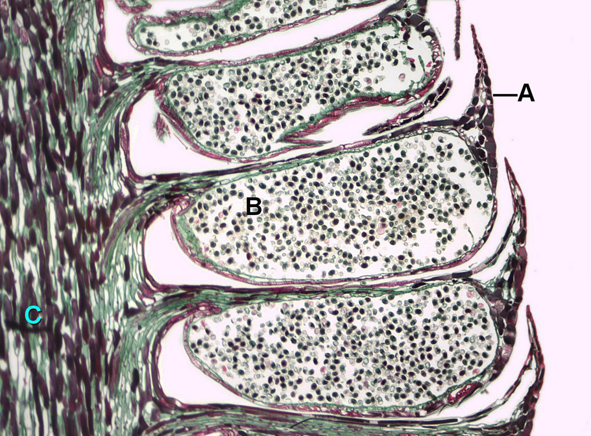 Na zdjęciu wycinek kwiatu męskiego sosny w znacznym przybliżeniu. W oznaczonych literą B woreczkach pyłkowych widoczne są liczne i drobne ziarna pyłku (mikrospory) w postaci drobnych punktów. Pomiędzy nimi od osi odchodzą podłużne pręciki oznaczone literą A. Zdjęcie w odcieniach szarości. 