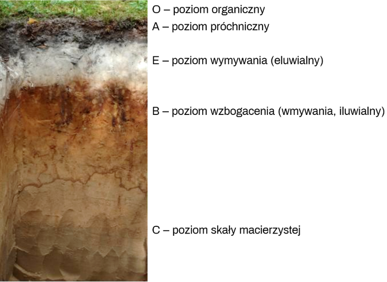 Ilustracja przedstawia wykop, przekrój przez glebę bielicową. Widoczne są różne warstwy gleby. Miejsce na powierzchni to występowanie poziomu organicznego. Najbliżej powierzchni gleba jest utwardzona, jednorodna, koloru grafitowego – jest to poziom próchniczy. Następnie przechodzi w kolor jaśniejszy, szarawy – poziom wymywania (eluwialny). Niżej zaczyna być widoczna faktura poziomych warstw – poziom wzbogacenia (wmywania, iluwialny). Kolejno barwa przechodzi w brązową i beżową, jest to poziom skały macierzystej.