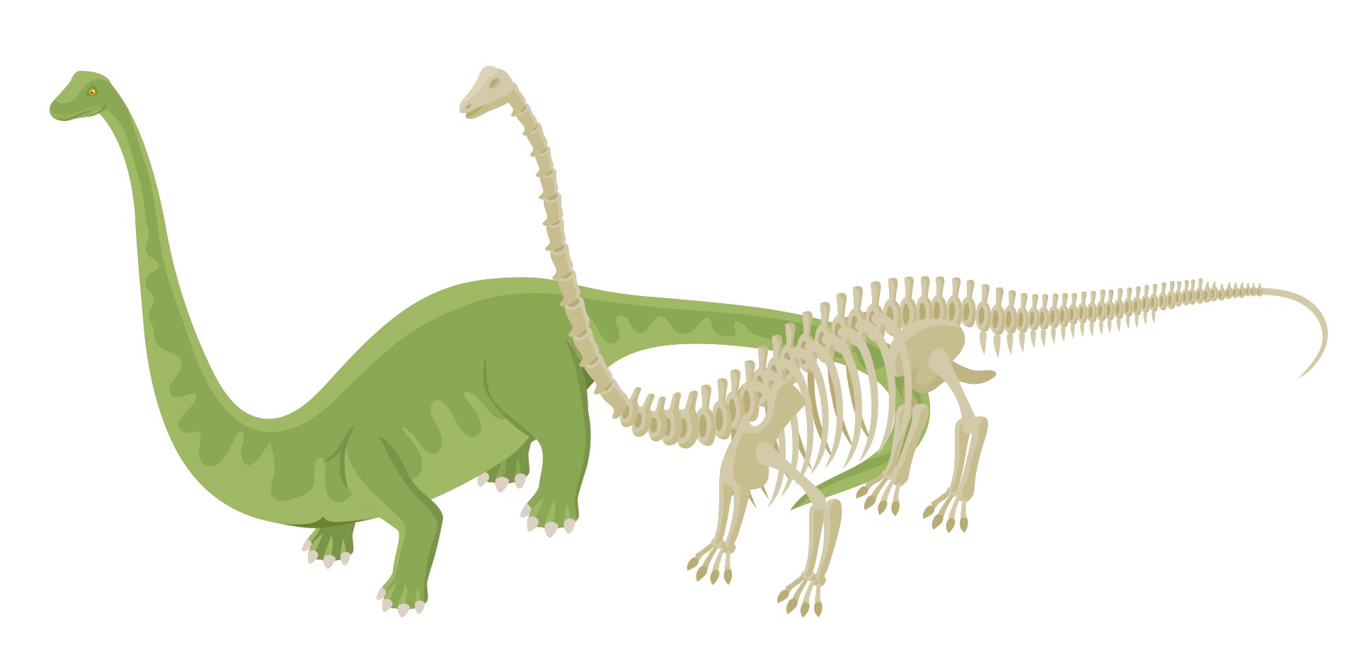 Grafika przedstawia po lewej stronie model roślinożernego dinozaura – diplodoka, a po prawej stronie jego szkielet. Zwierzę jest czworonożne, ma solidnie zbudowane łapy, ma długą szyję i biczowaty ogon.