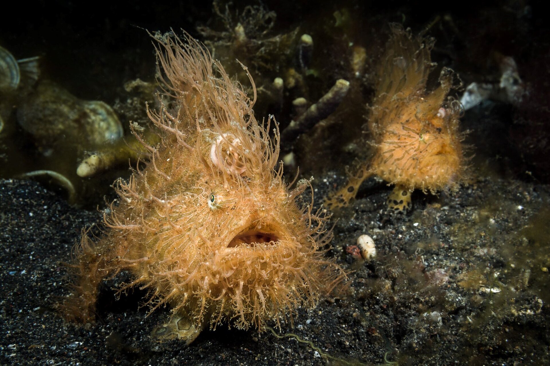 Na planszy widoczna jest Żabnica włochata. Jest masywna, pomarańczowa, o spłaszczonym, pokrytym podłużnymi, licznymi wyrostkami, przypominającymi włosy, ciele z rozwartym otworem gębowym i oczami na bokach ciała. W tle widoczne są ciemne rafy koralowe oraz kolejny osobnik Żabnicy.