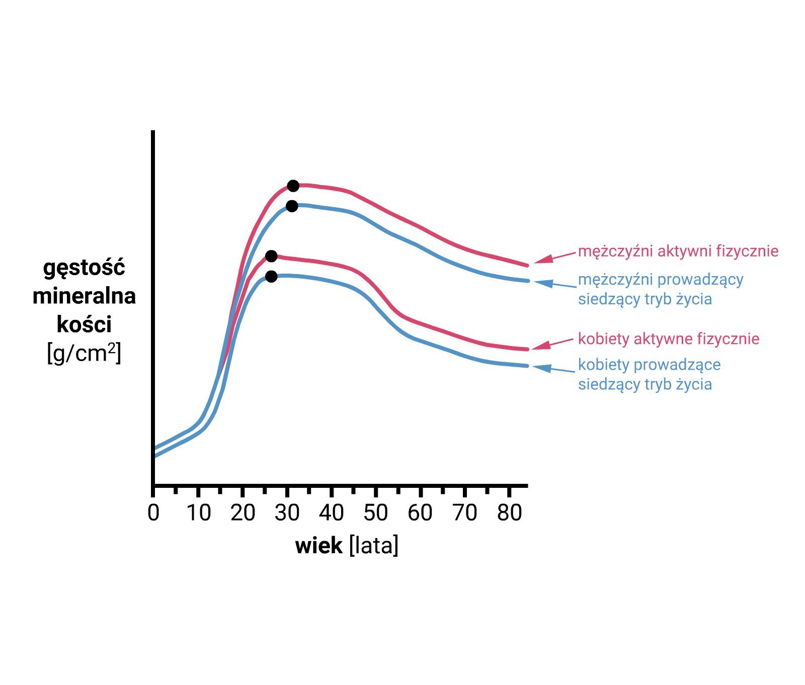 Wykres przedstawia gęstość mineralną kości w zależności od płci, wieku i aktywności fizycznej. Gęstość mineralna kości podawana jest w gramach na centymetr sześcienny. Do dwudziestego roku życia gęstość kości u obu płci jest podobna. Następnie gęstość mineralna kości u mężczyzn do końca życia pozostaje na wyższym poziomie niż u kobiet. W wieku dwudziestu pięciu lat gęstość osiąga u kobiet szczyt. U kobiet aktywnych fizycznie gęstość kości jest większa niż o kobiet prowadzących siedzący tryb życia. U mężczyzn szczyt gęstości kości osiągają w trzydziestym roku życia. Tu również gęstość kości jest wyższa u mężczyzn aktywnych fizycznie niż u mężczyzn prowadzący siedzący tryb życia. Od dwudziestego piątego roku życia u kobiet i od trzydziestego roku życia u mężczyzn gęstość kości do końca życia spada. U osób aktywnych fizycznie utrzymuje się ona jednak na wyższym poziomie niż u osób prowadzących siedzący tryb życia. U mężczyzn gęstość zmniejsza się łagodnie, u kobiet zmniejsza się łagodnie do około pięćdziesiątego roku życia, w którym to następuje gwałtowny spadek gęstości.