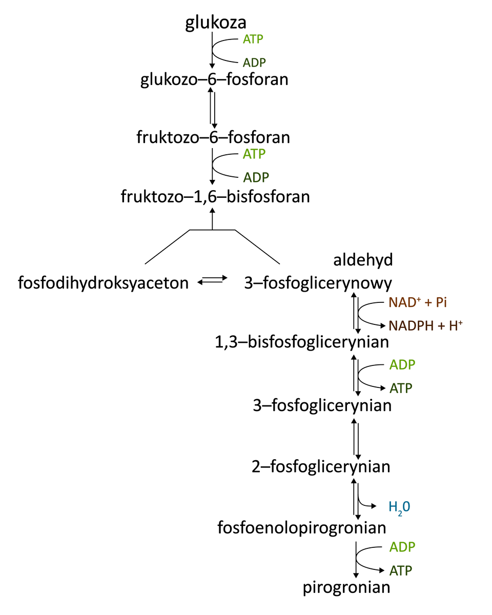 Ilustracja przedstawiająca schemat przemian w procesie glikolizy. 1. Kosztem ATP glukoza ulega przekształceniu w gluokozo‑6-fosforan. 2. Glukozo‑6-fosforan ulega izomeryzacji prowadzącej do fruktozo‑6-fosforanu. 3. Fruktozo‑6-fosforan kosztem ATP daje fruktozo‑1,6‑bisfosforan. 4. Zostaje on rozłożony do fosfodihydroksyacetonu i aldehydu 3‑fosfoglicerynowego. 5. Wspomniany fosfodihydroksyaceton ulega izomeryzacji do aldehydu 3‑fosfoglicerynowego. 6. Aldehyd 3‑fosfoglicerynowy przekształca się do 1,3‑bisfosfoglicerynianu. 7. Utworzenie 3‑fosfoglicerynianu z 1,3‑bisfosfoglicerynianu. 8. 3‑fosfoglicerynian przekształca się do 2‑fosfoglicerynianu. 9. 2‑fosfoglicerynian ulega dehydratacji prowadząc do fosfoenolopirogronianu. 10. Fosfoenolopirogronian przy udziale ADP przekształca się do pirogronianu.