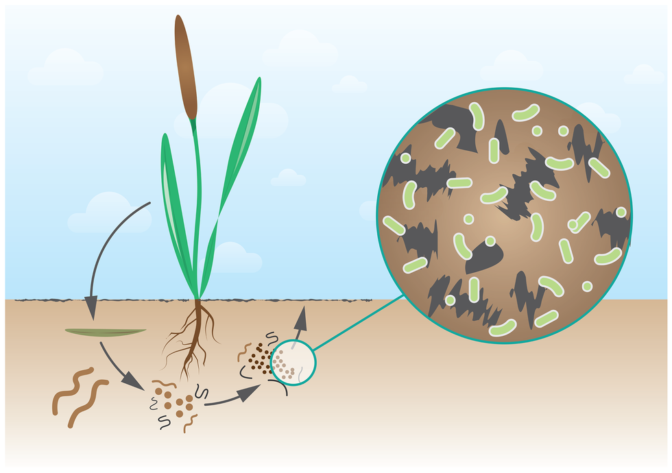 Ilustracja przedstawia na niebieskim tle zieloną roślinę z brązowym kwiatostanem u góry i brązowymi korzeniami u dołu. Dolna część ilustracji przedstawia blado brązową ziemię. Po prawej znajduje się niebieskie koło z brązowym tłem oraz szarymi i zielonymi plamkami. Strzałki prowadzą od rośliny w lewo, do ziemi. Ukazano tu zielony podłużny kształt – opadnięty liść i brązowe robaki. U dołu pod korzeniami narysowane są brązowe kulki i robakowate kształty. Strzałka dalej w prawo prowadzi do niebieskiego kółka, powiększenia obrazu, które znajduje się po prawej. Zielone owale oznaczają bakterie, rozkładające martwą materię, co przyczynia się do użyźniania gleby.